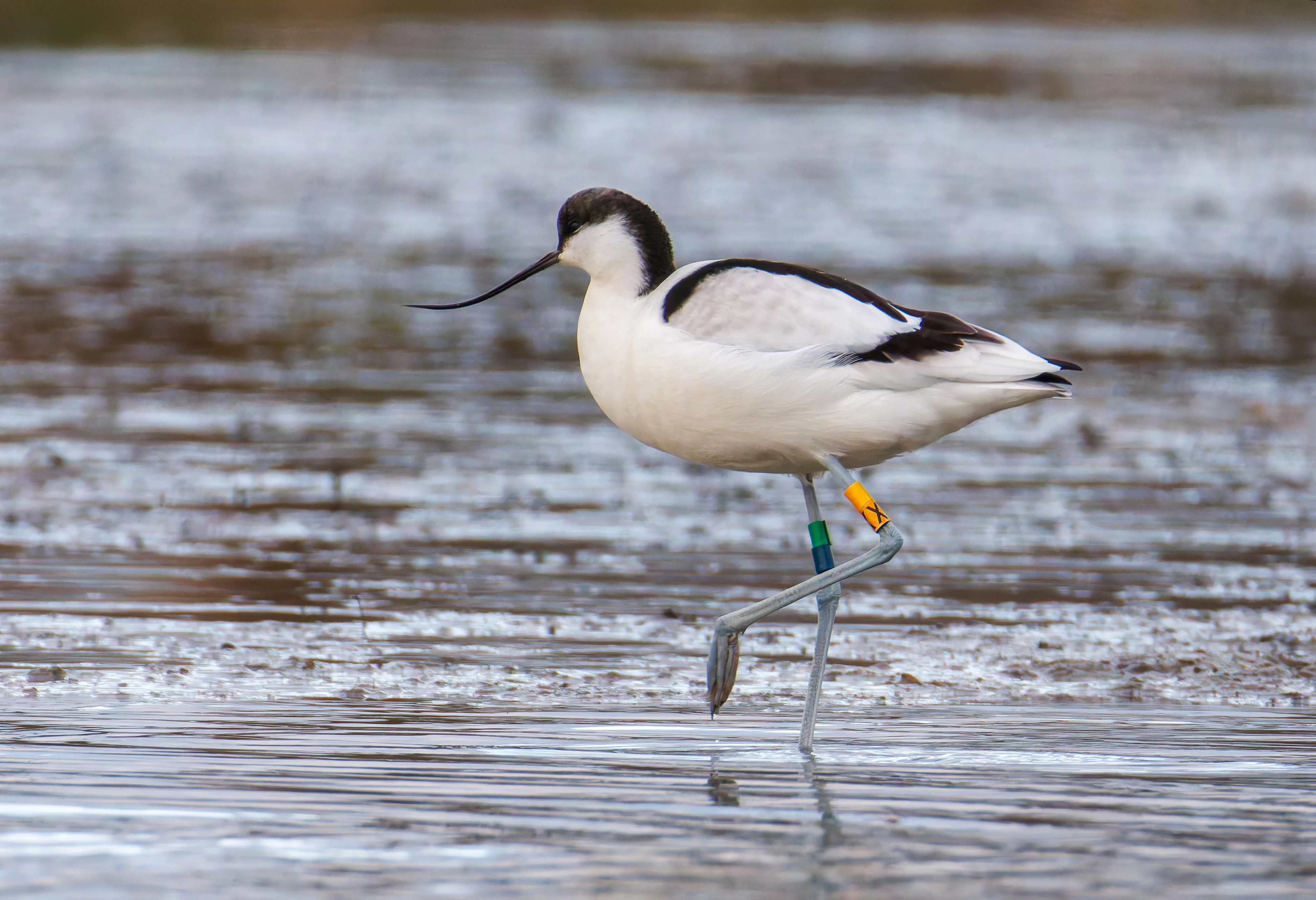 Avocet, Lymington, UK — photo by Orlando Prugel-Bennett