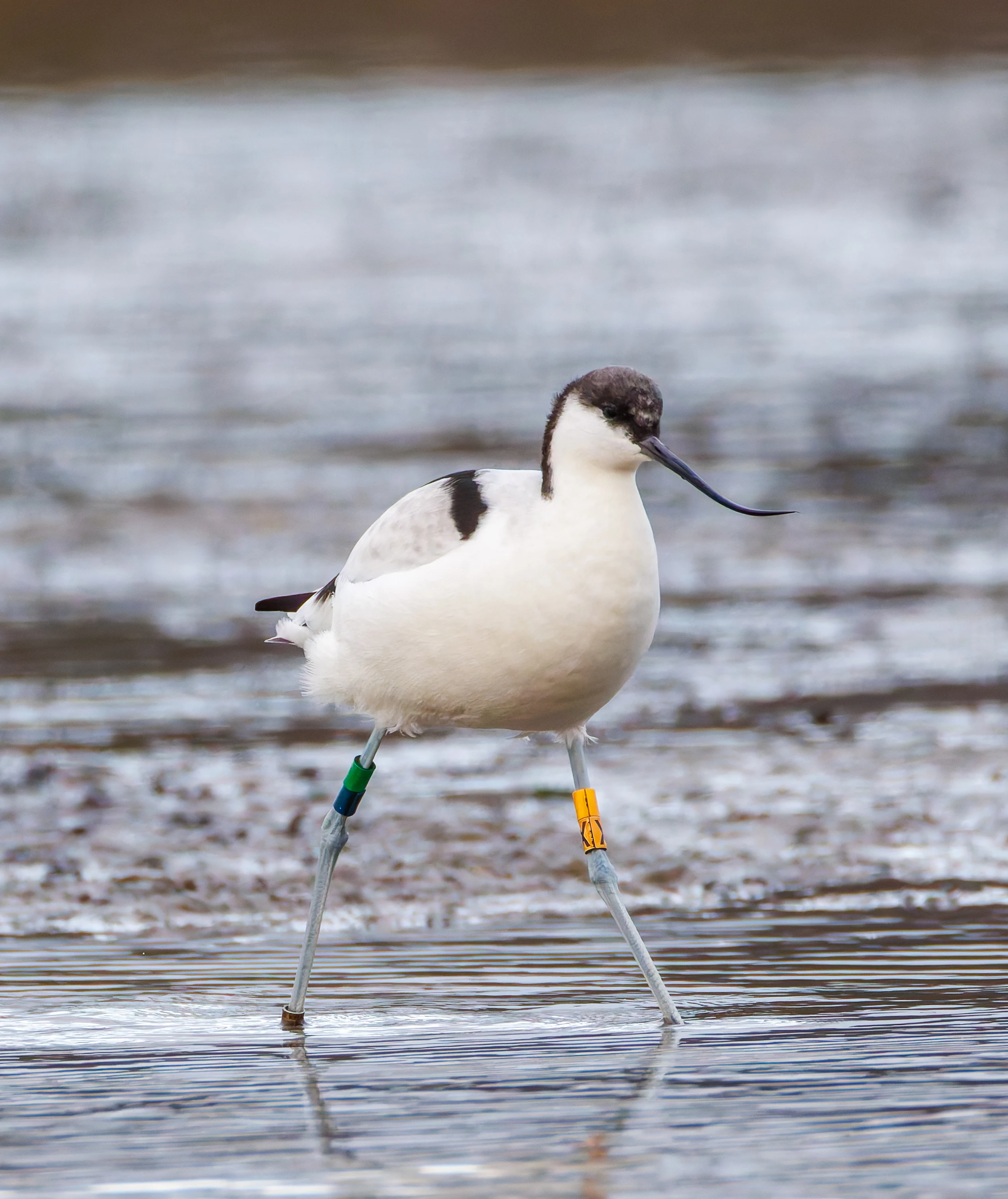 Avocet, Lymington, UK — photo by Orlando Prugel-Bennett