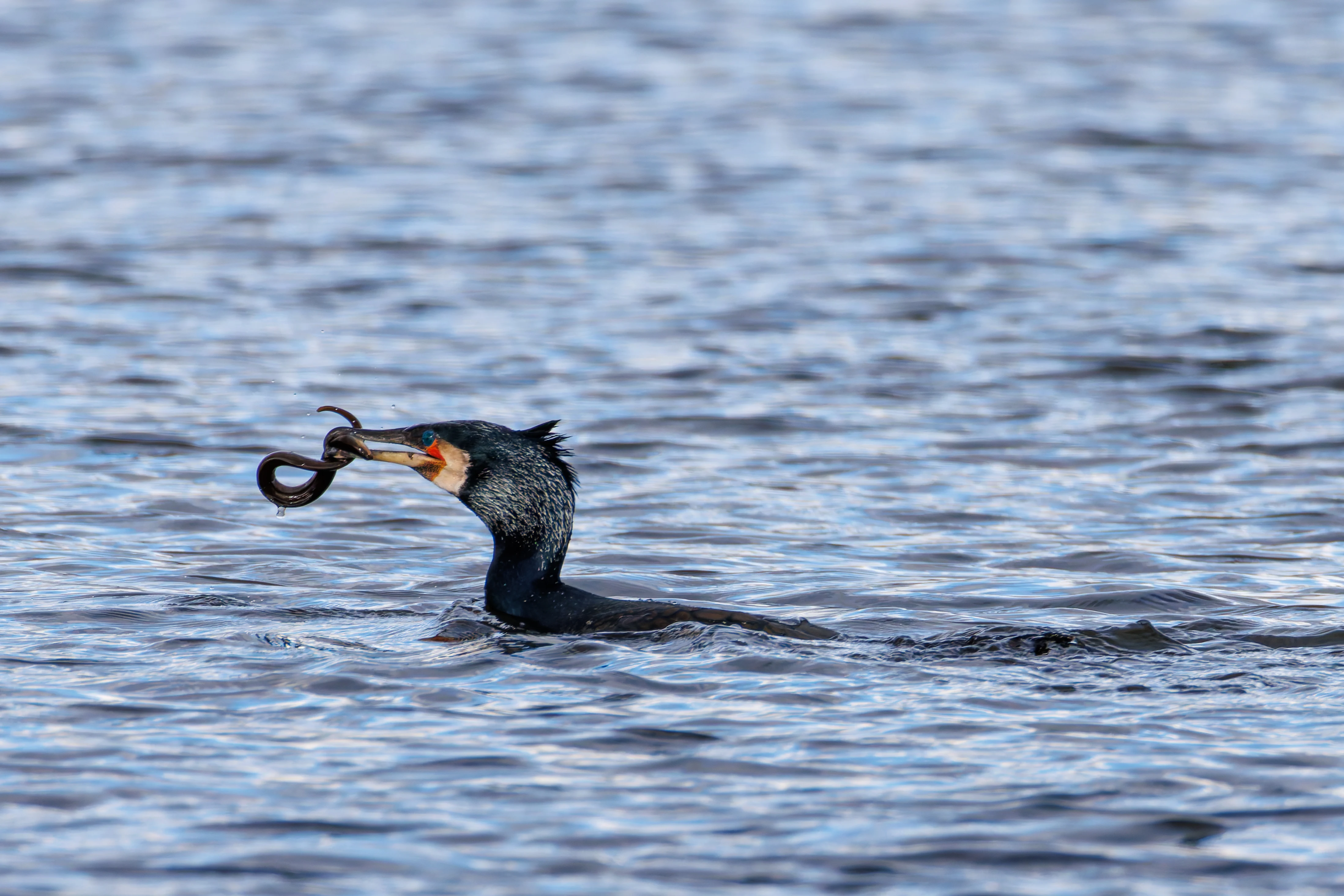 Cormorant with Eel, Leighton Moss, Lancashire, UK — photo by Orlando Prugel-Bennett