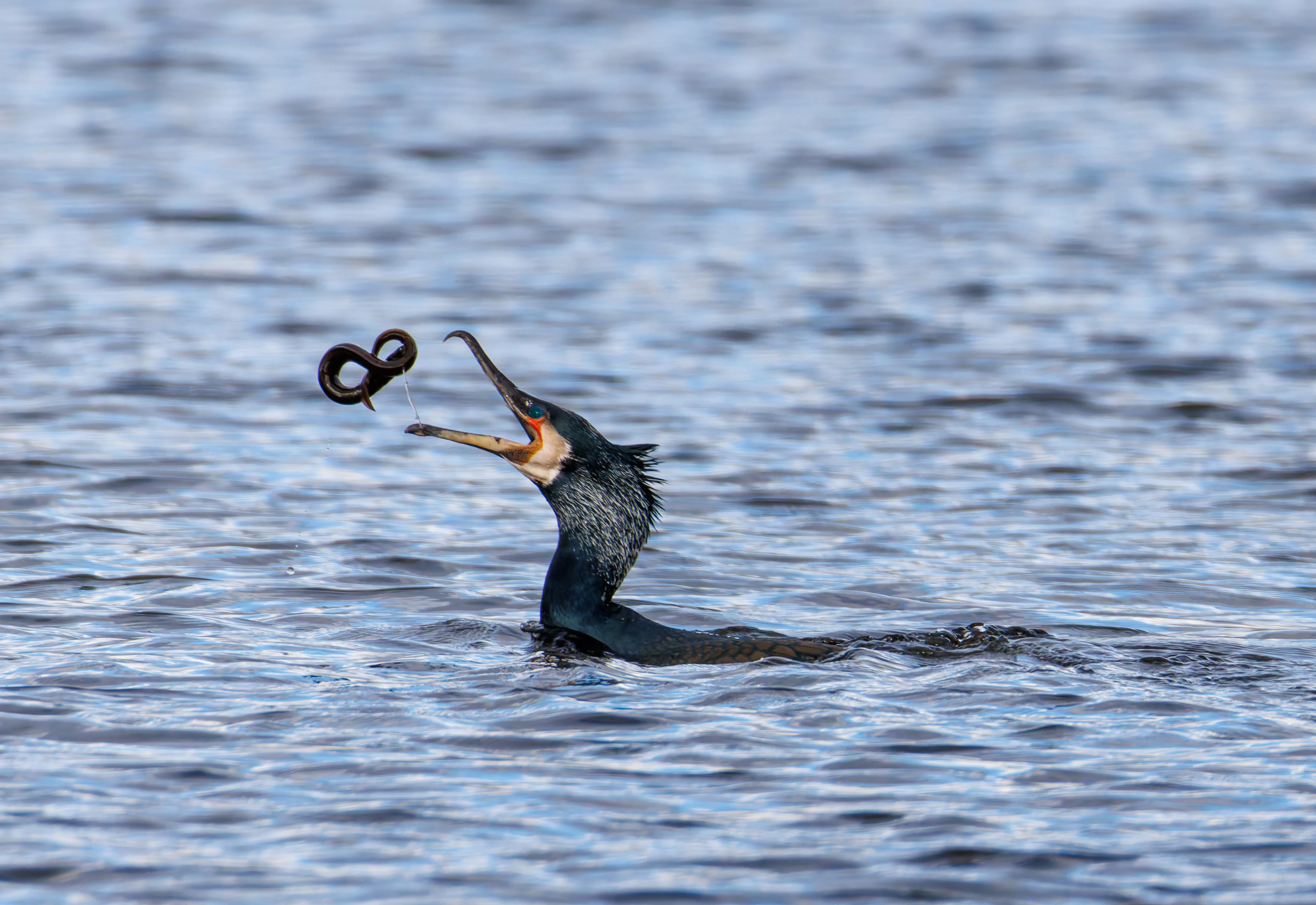Cormorant with Eel, Leighton Moss, Lancashire, UK — photo by Orlando Prugel-Bennett
