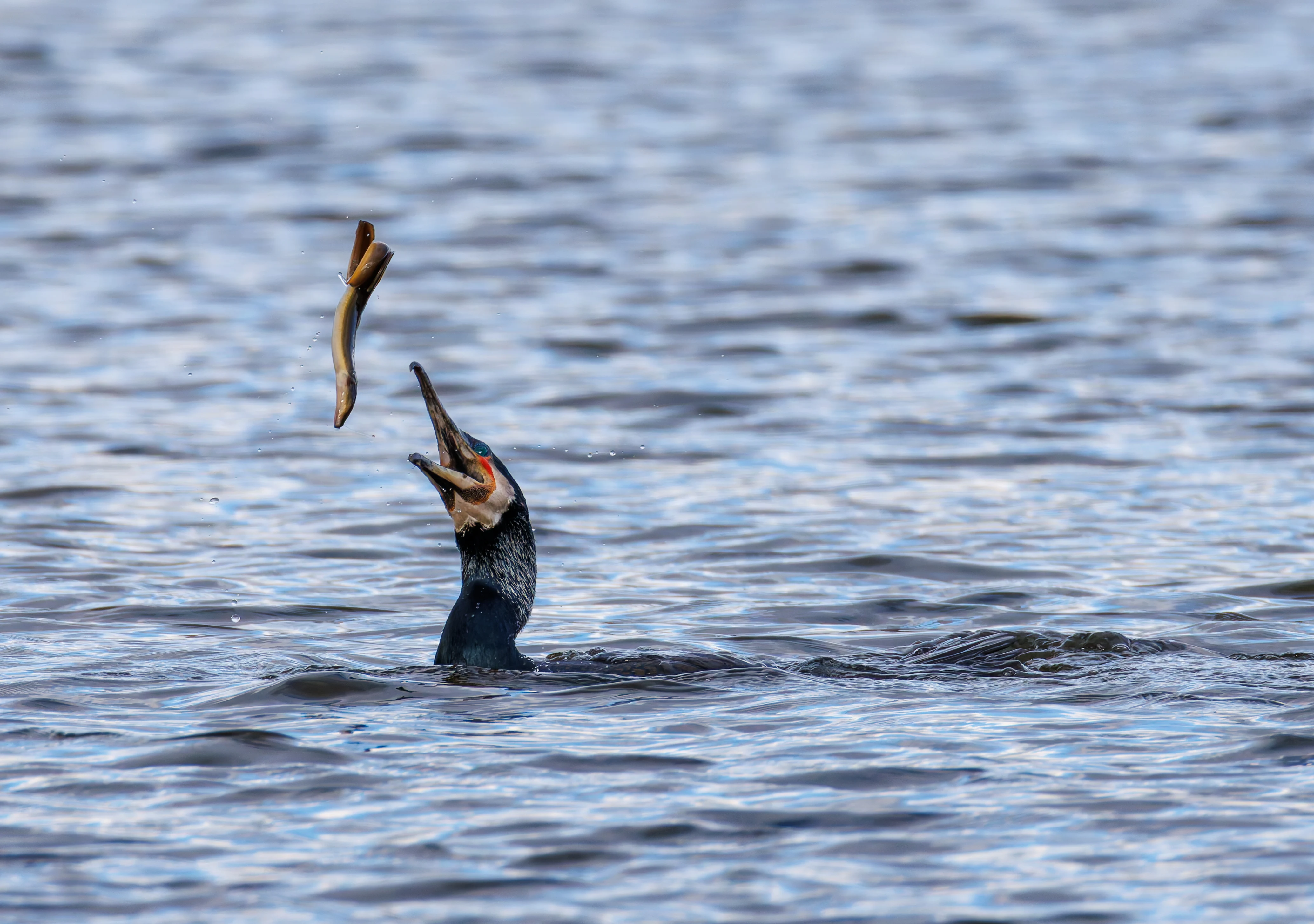 Cormorant with Eel, Leighton Moss, Lancashire, UK — photo by Orlando Prugel-Bennett