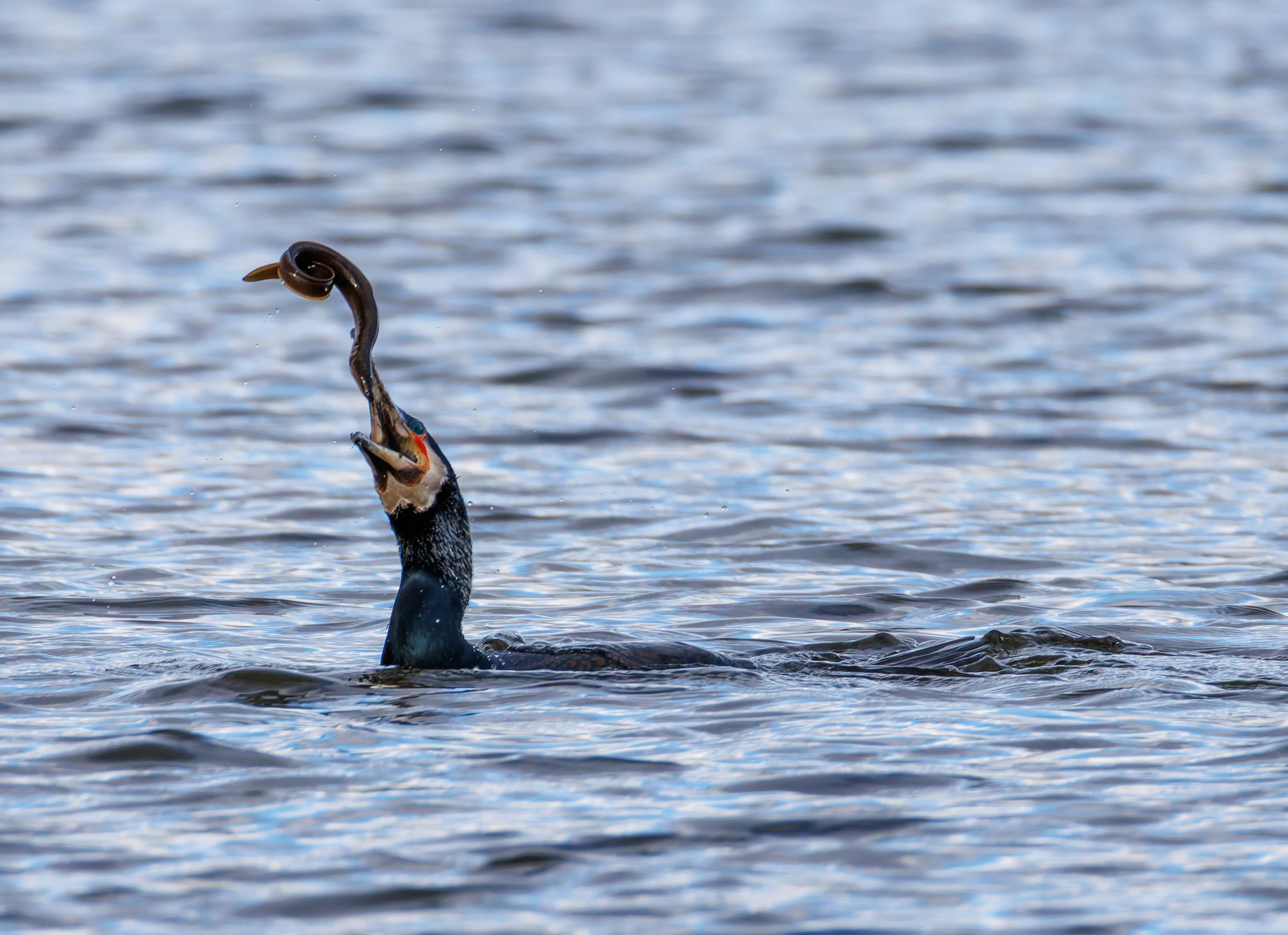 Cormorant with Eel, Leighton Moss, Lancashire, UK — photo by Orlando Prugel-Bennett