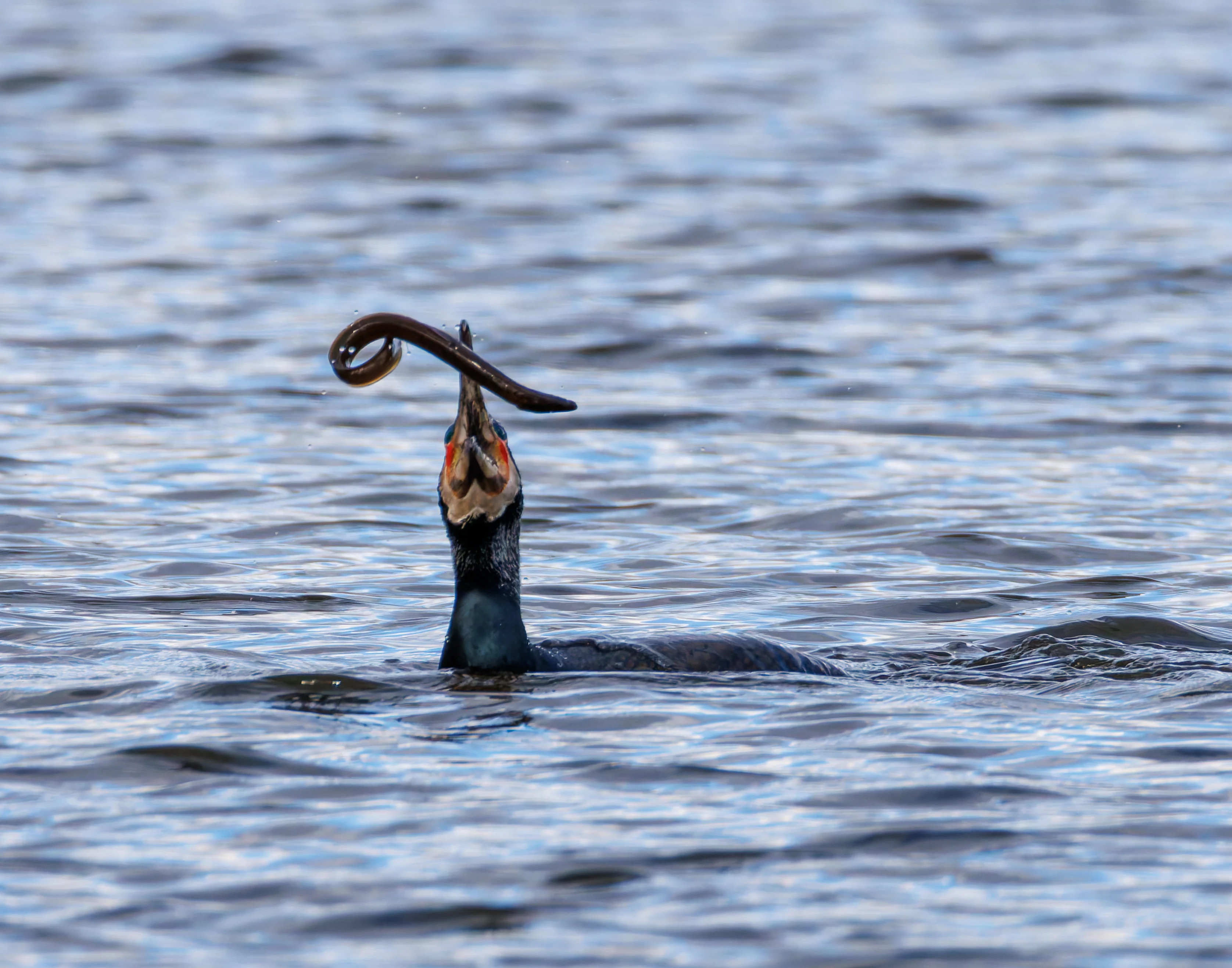 Cormorant with Eel, Leighton Moss, Lancashire, UK — photo by Orlando Prugel-Bennett