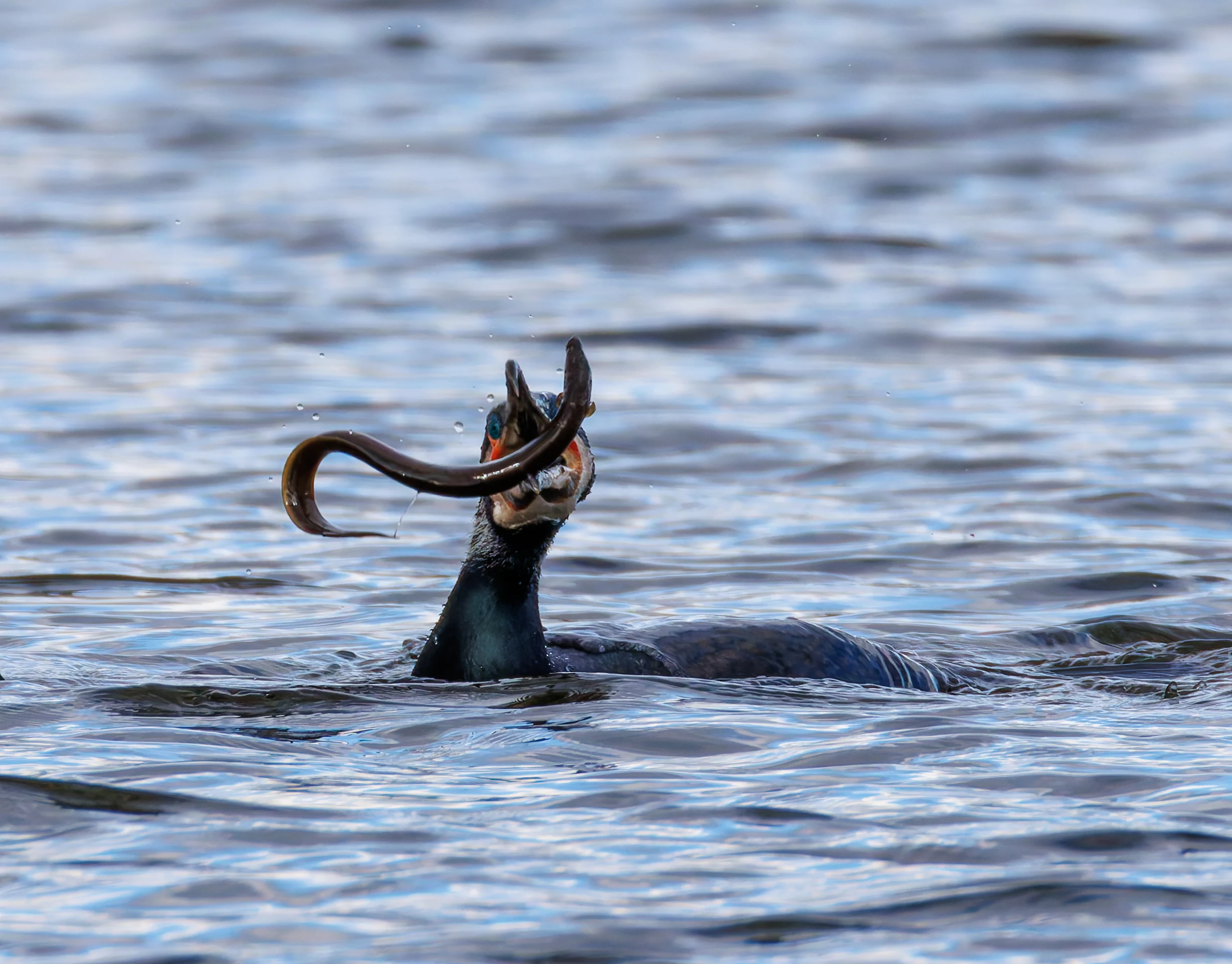 Cormorant with Eel, Leighton Moss, Lancashire, UK — photo by Orlando Prugel-Bennett