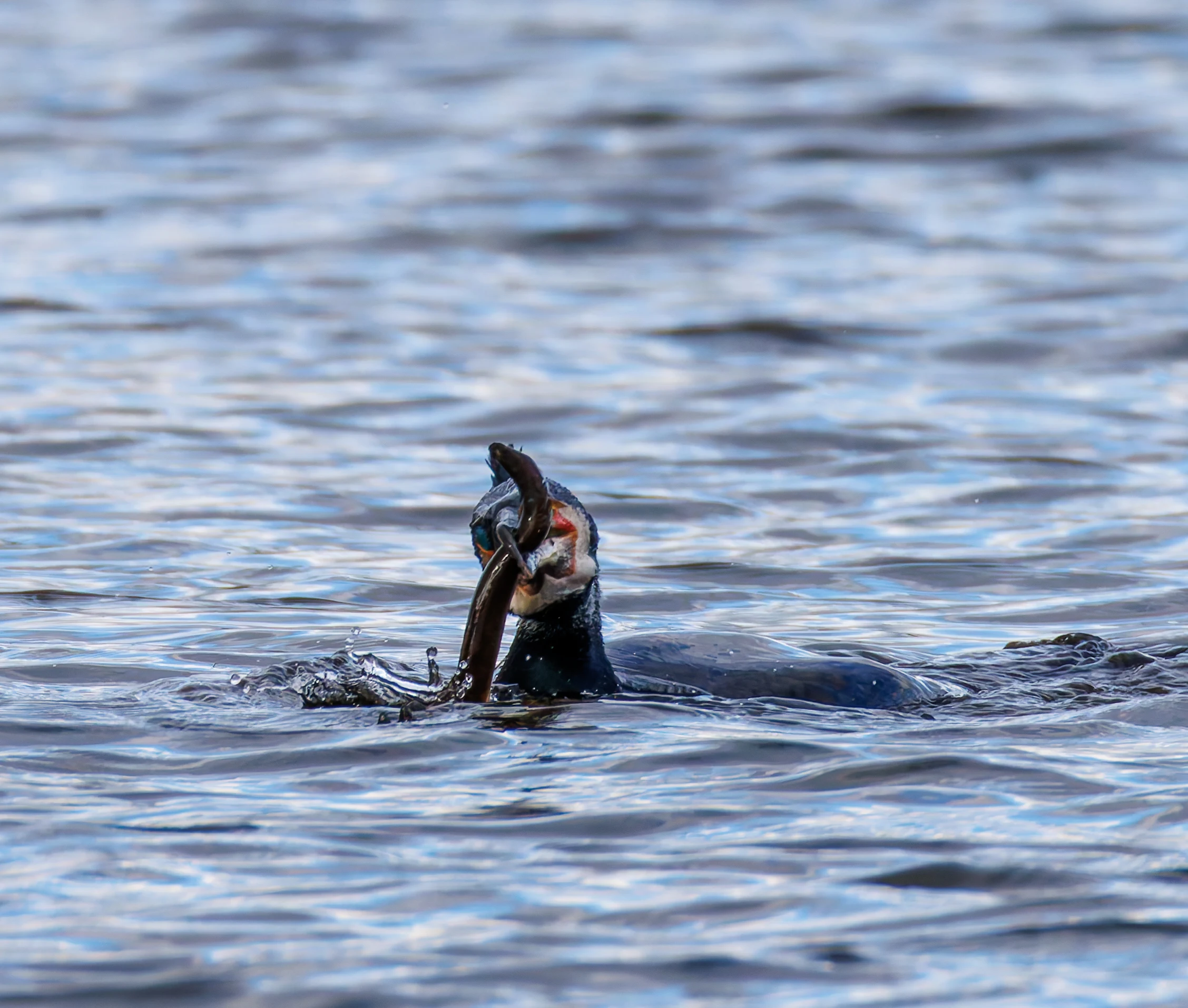 Cormorant with Eel, Leighton Moss, Lancashire, UK — photo by Orlando Prugel-Bennett