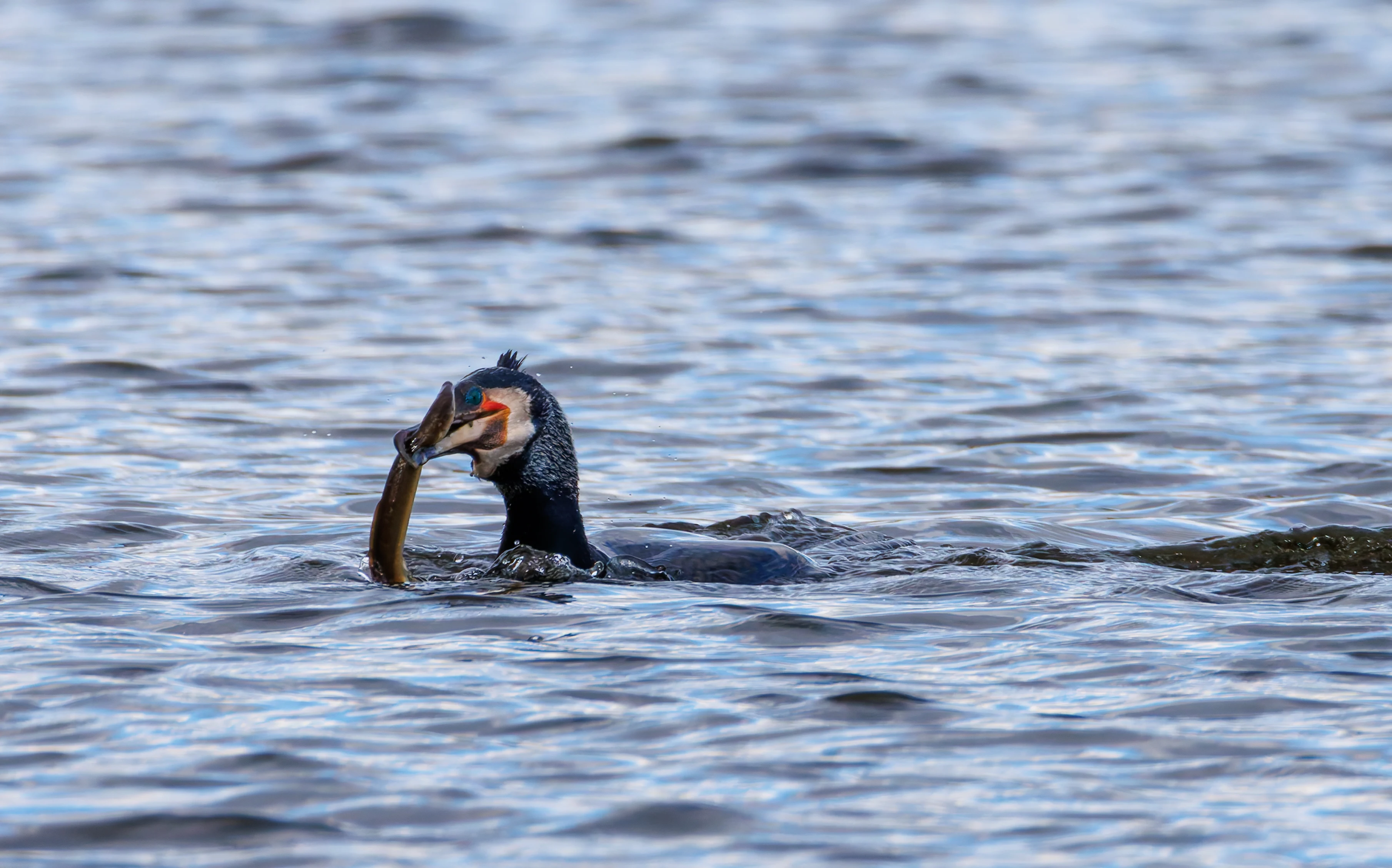 Cormorant with Eel, Leighton Moss, Lancashire, UK — photo by Orlando Prugel-Bennett