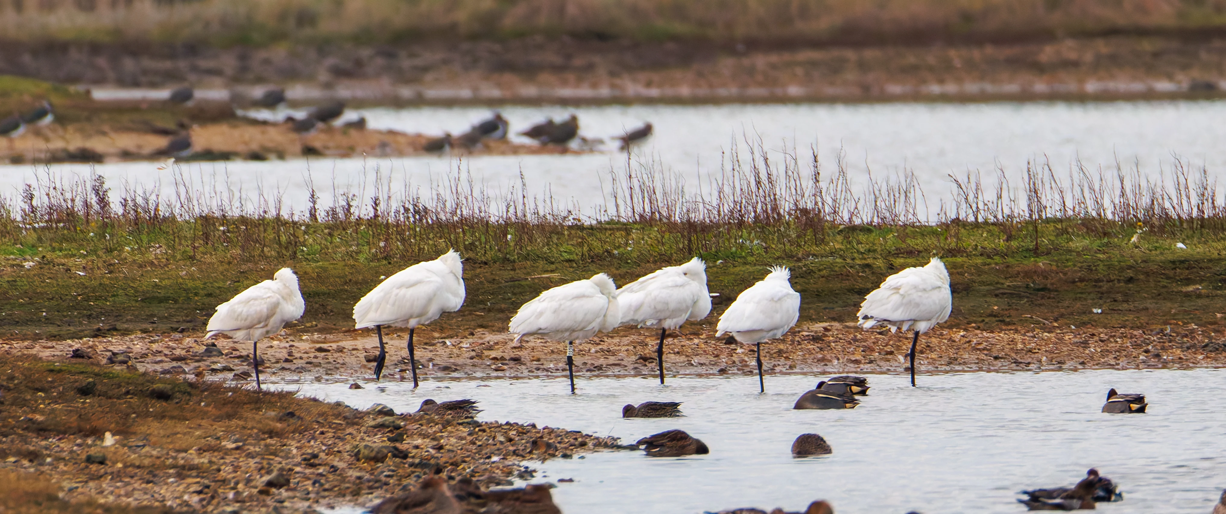 Spoonbills, Lymington, UK — photo by Orlando Prugel-Bennett