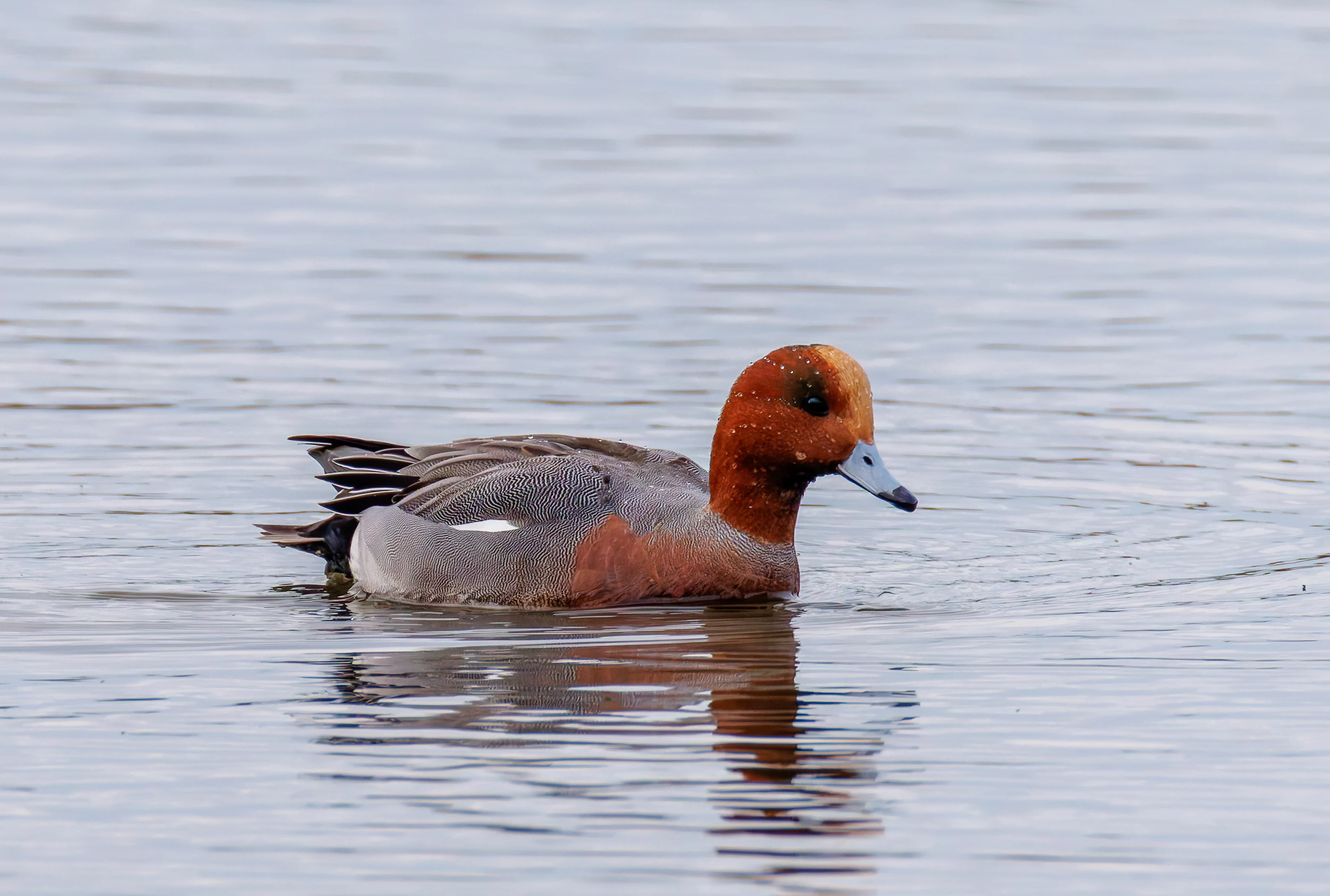 Eurasian Wigeon, Lymington, UK — photo by Orlando Prugel-Bennett