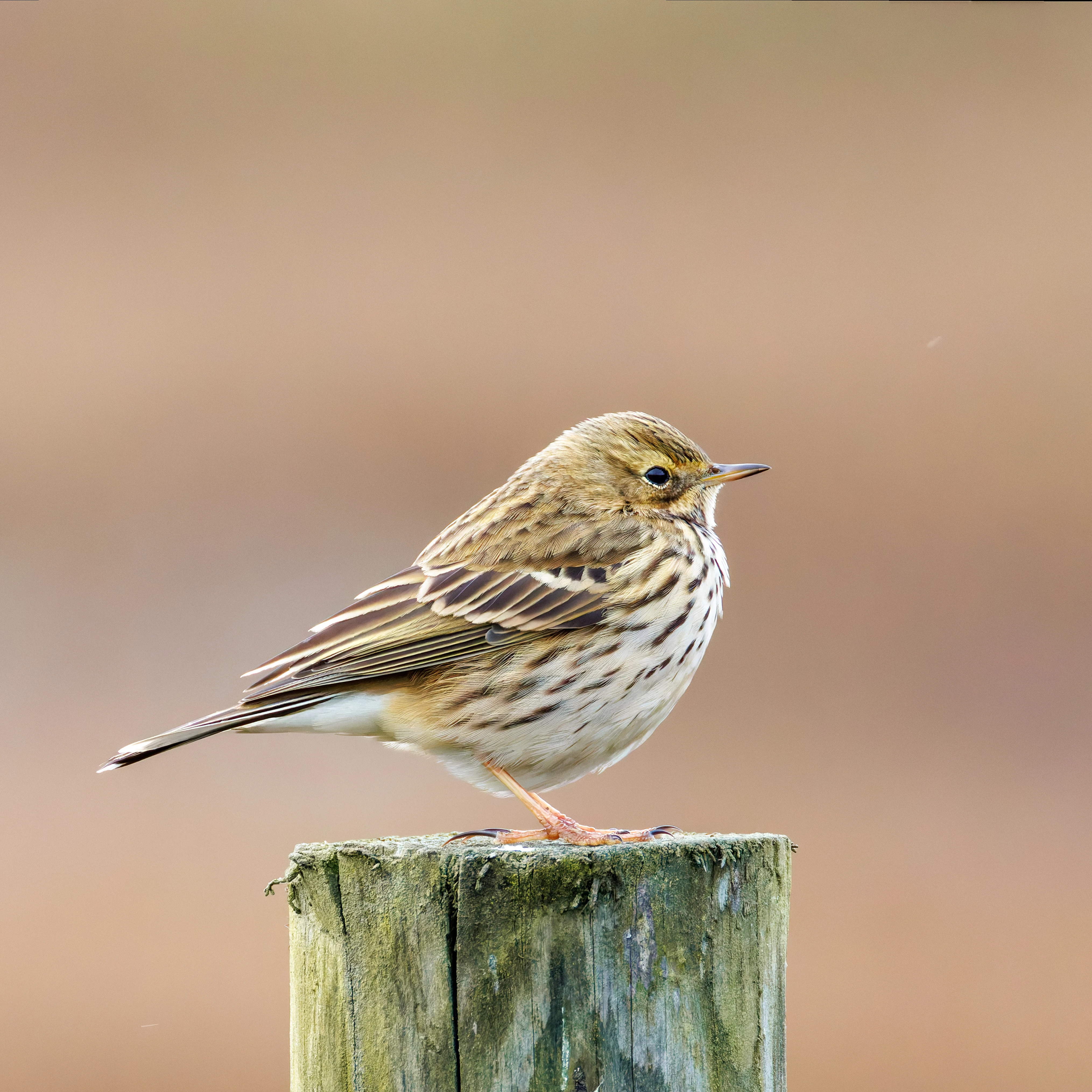 Meadow Pipit, Lymington, UK — photo by Orlando Prugel-Bennett