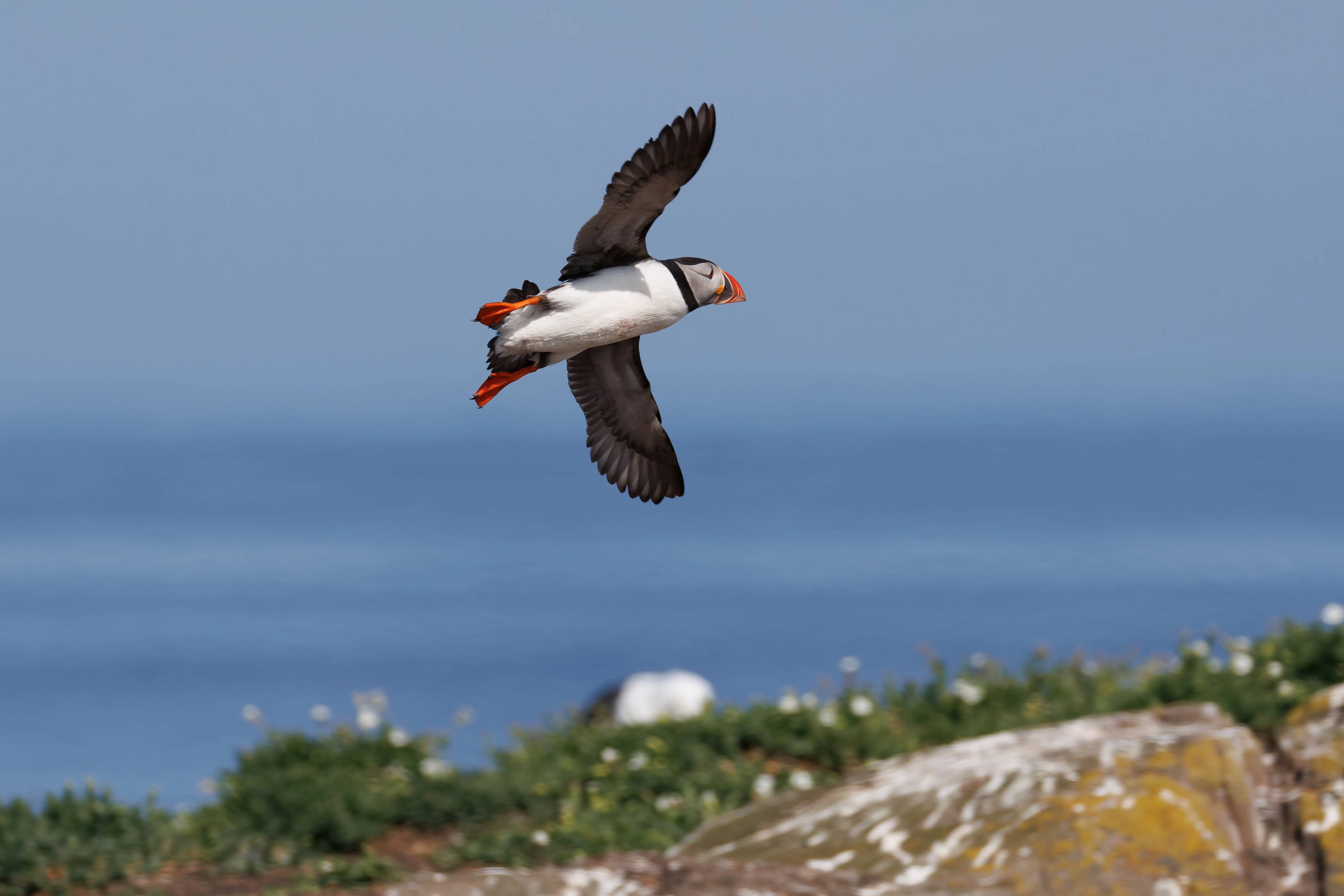Puffin, Farne Islands, Seahouses, Northumberland, UK — photo by Orlando Prugel-Bennett