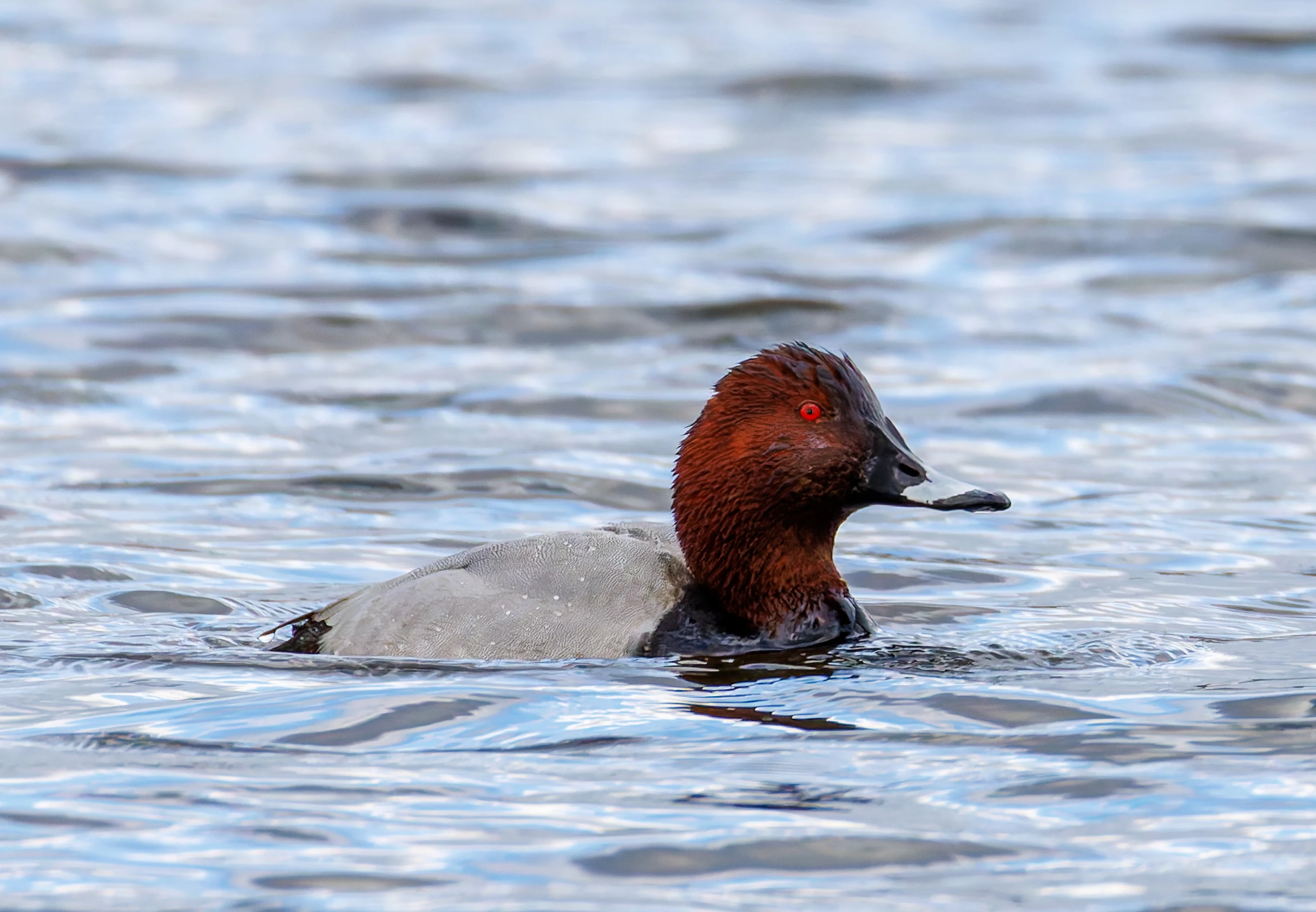 Common Pochard Male, Leighton Moss, Lancashire, UK — photo by Orlando Prugel-Bennett