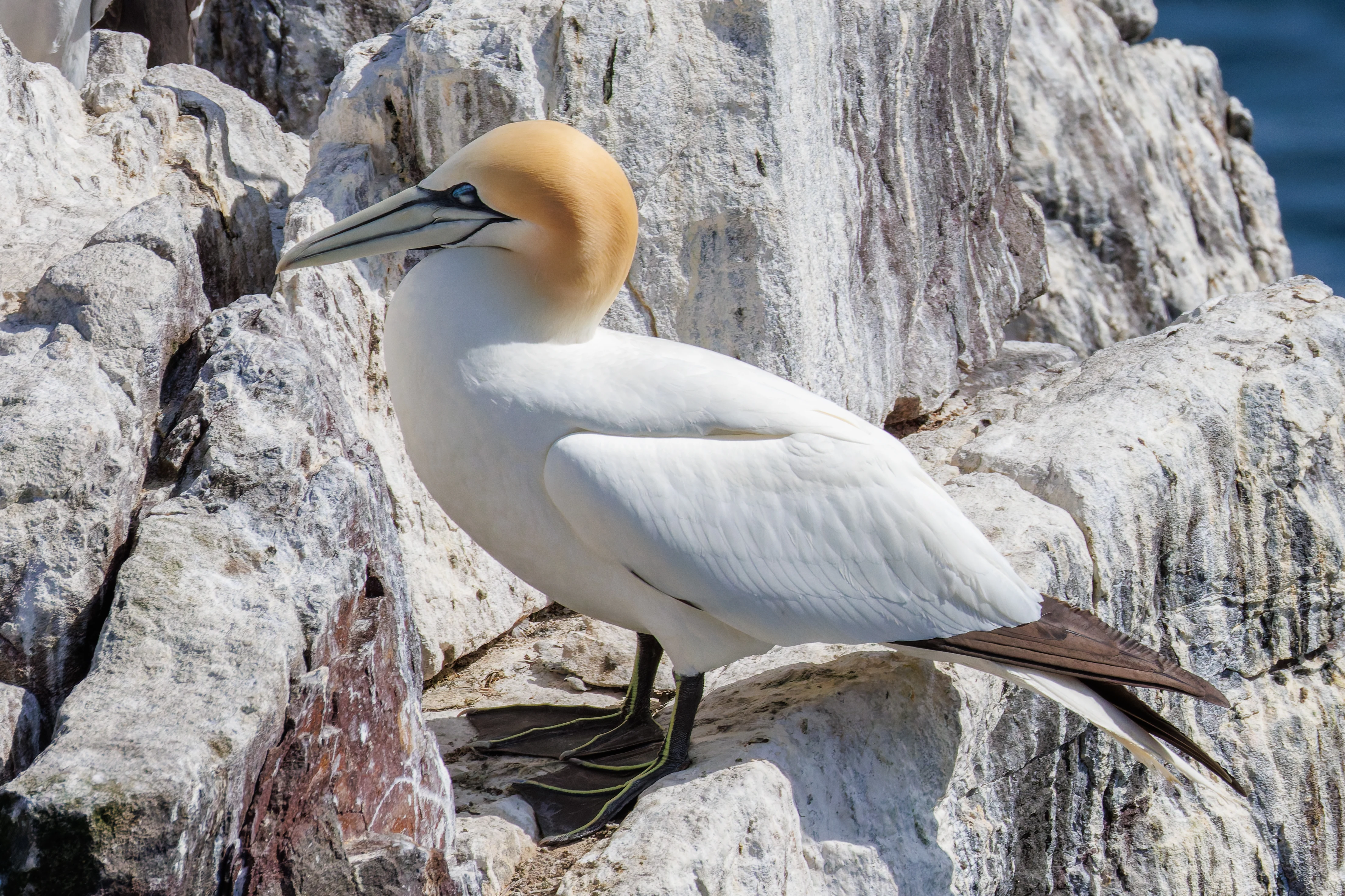 Northern Gannet, Farne Islands, Seahouses, Northumberland, UK — photo by Orlando Prugel-Bennett