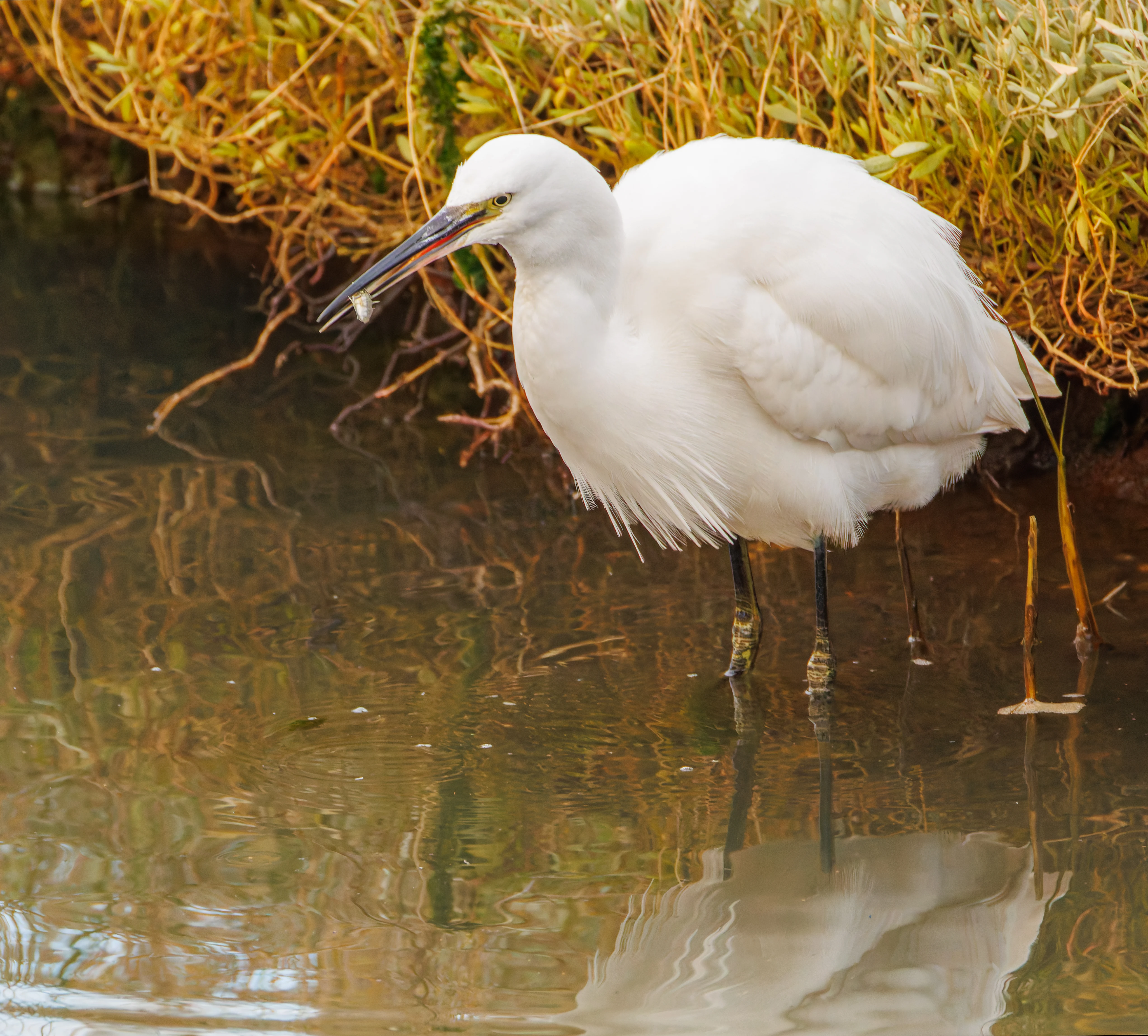 Little Egret, Lymington, UK — photo by Orlando Prugel-Bennett