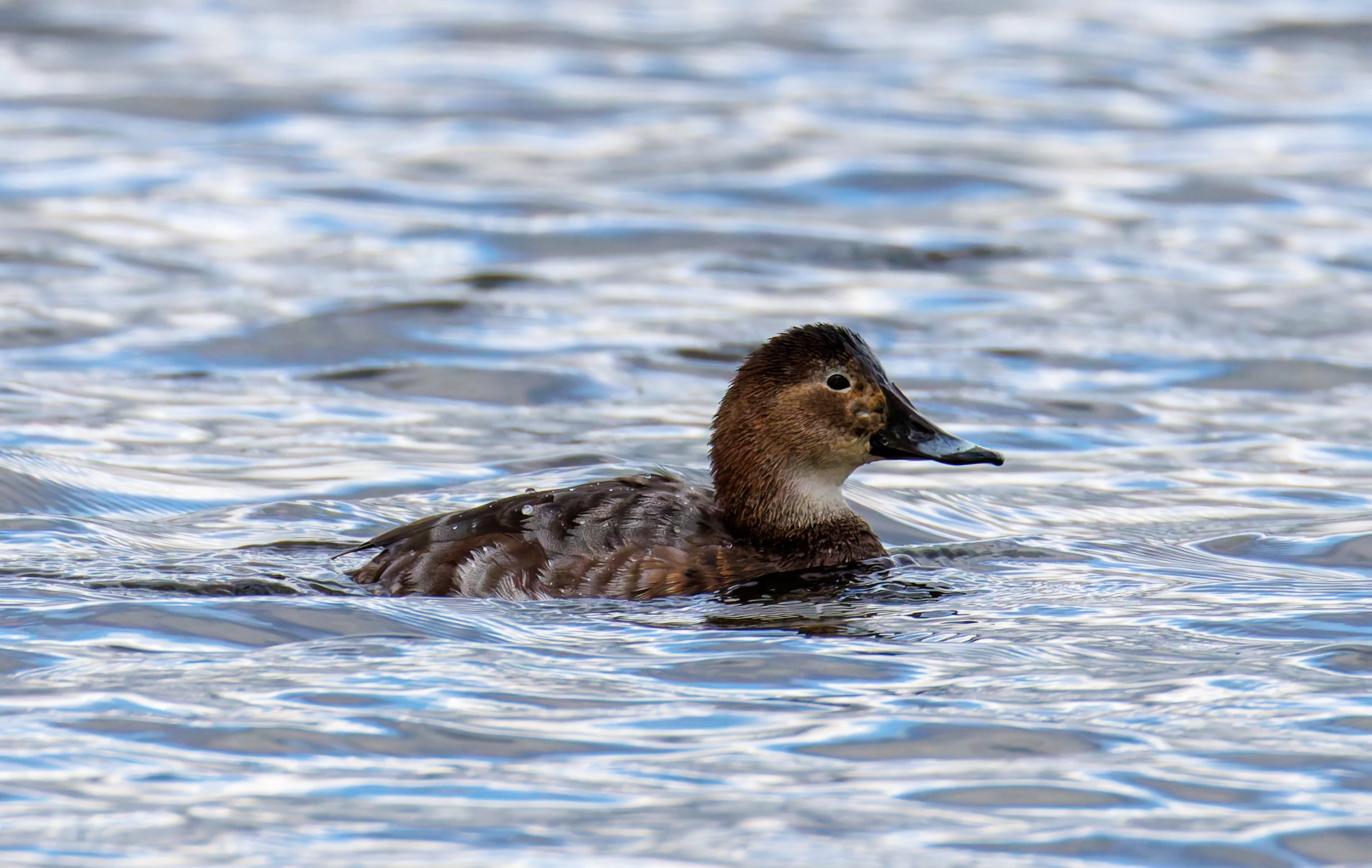 Common Pochard Female, Leighton Moss, Lancashire, UK — photo by Orlando Prugel-Bennett