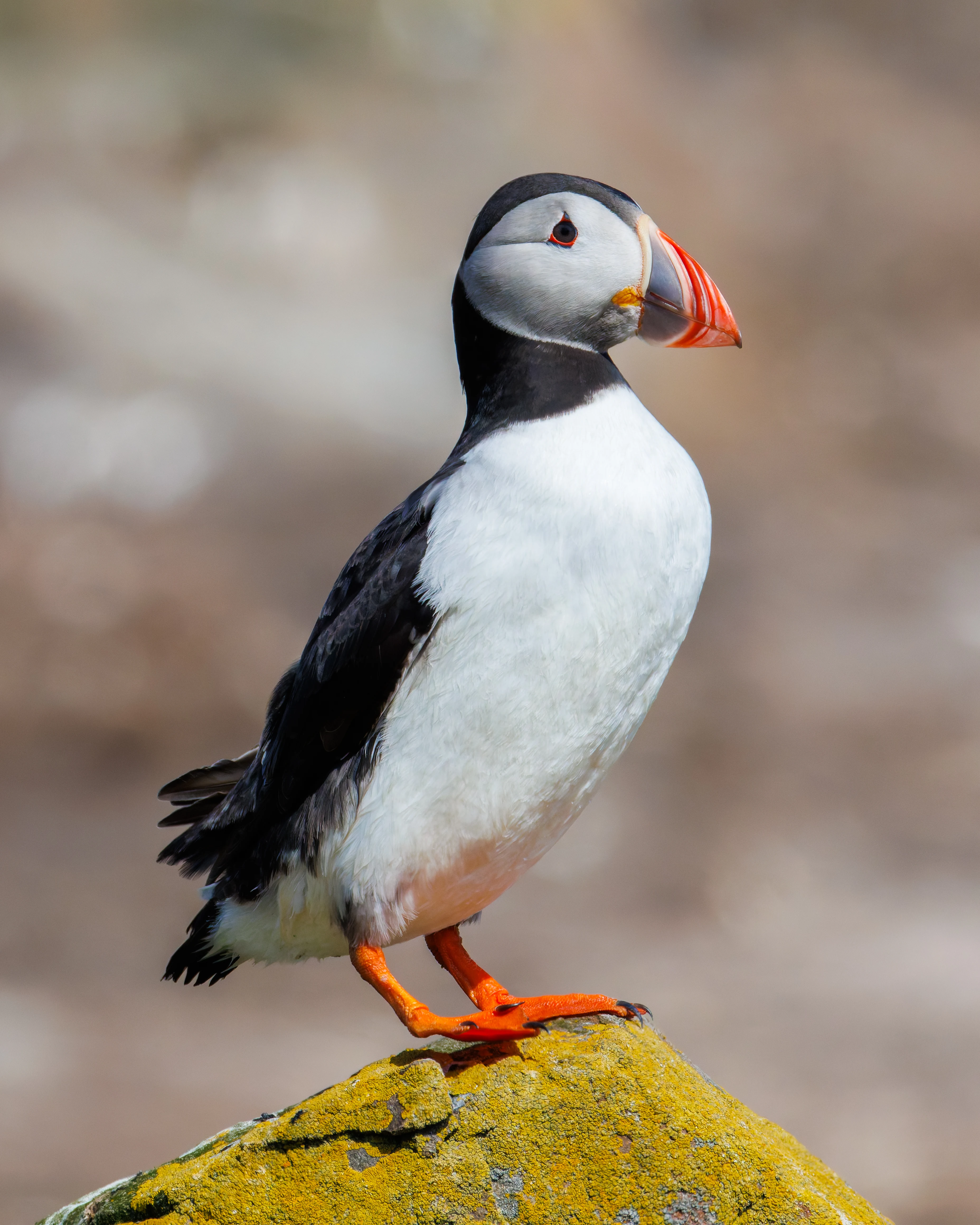Puffin, Farne Islands, Seahouses, Northumberland, UK — photo by Orlando Prugel-Bennett