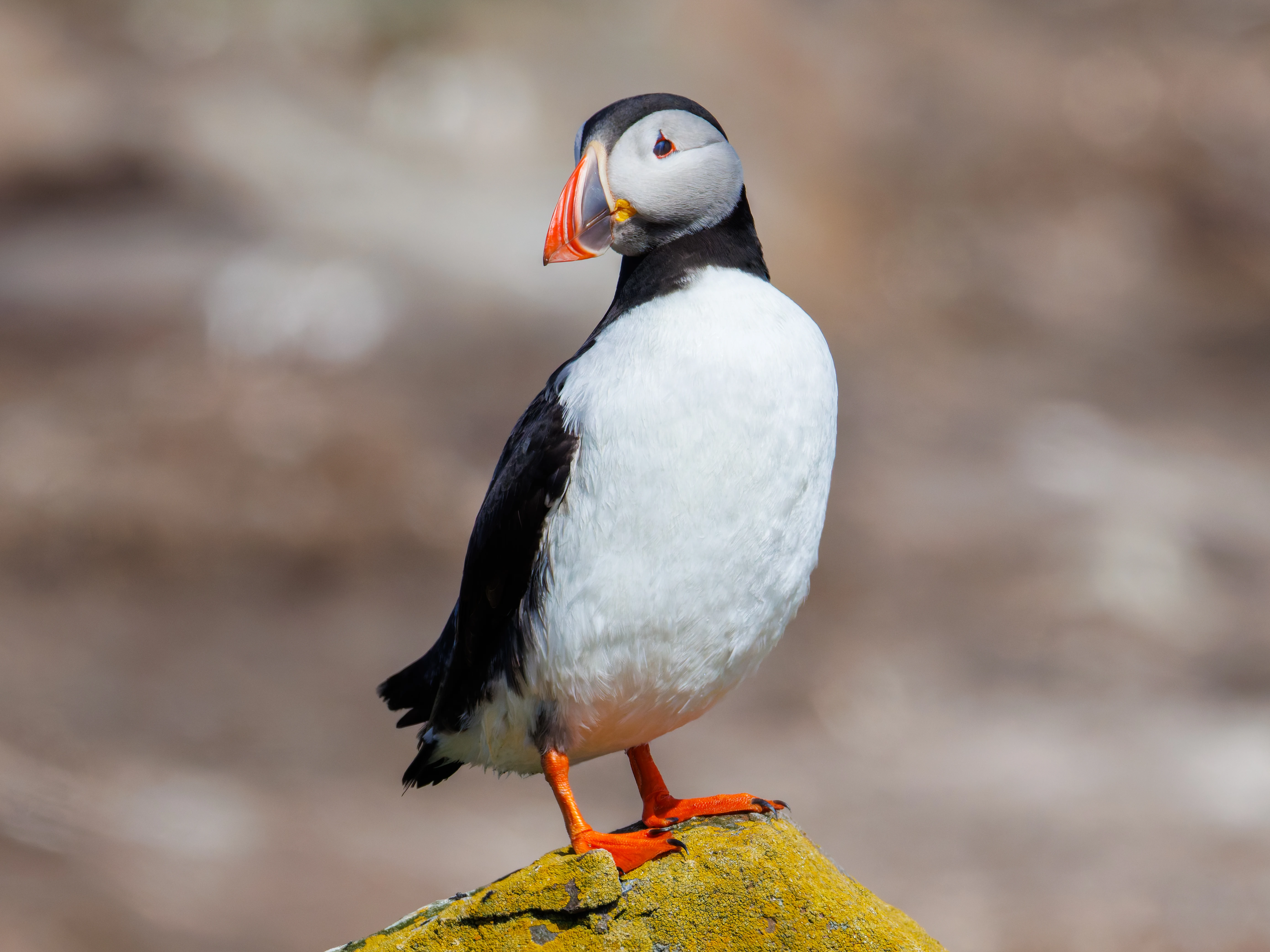 Puffin, Farne Islands, Seahouses, Northumberland, UK — photo by Orlando Prugel-Bennett