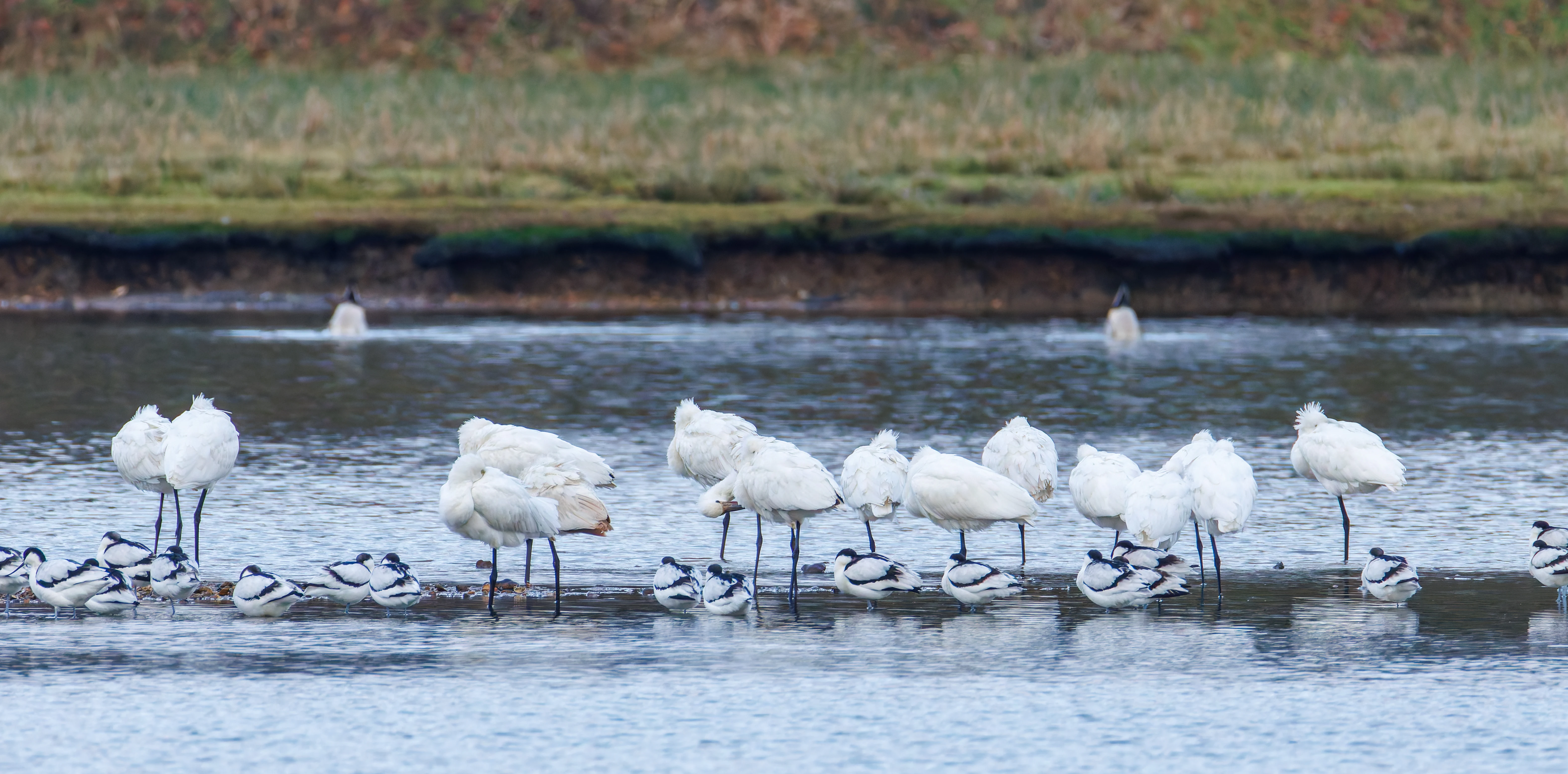 Spoonbill with Avocets, Lymington, UK — photo by Orlando Prugel-Bennett