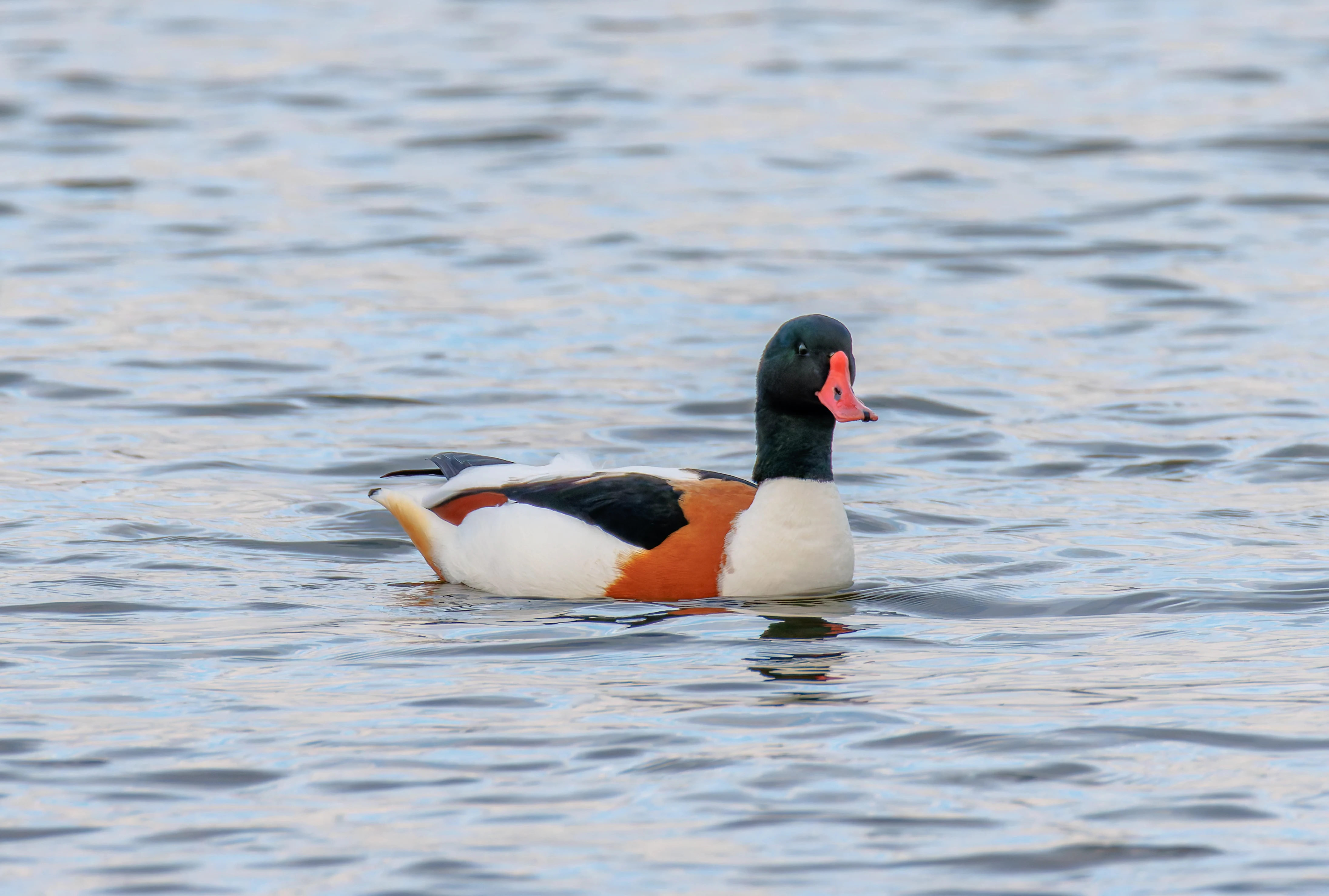 Shellduck, Lymington, UK — photo by Orlando Prugel-Bennett
