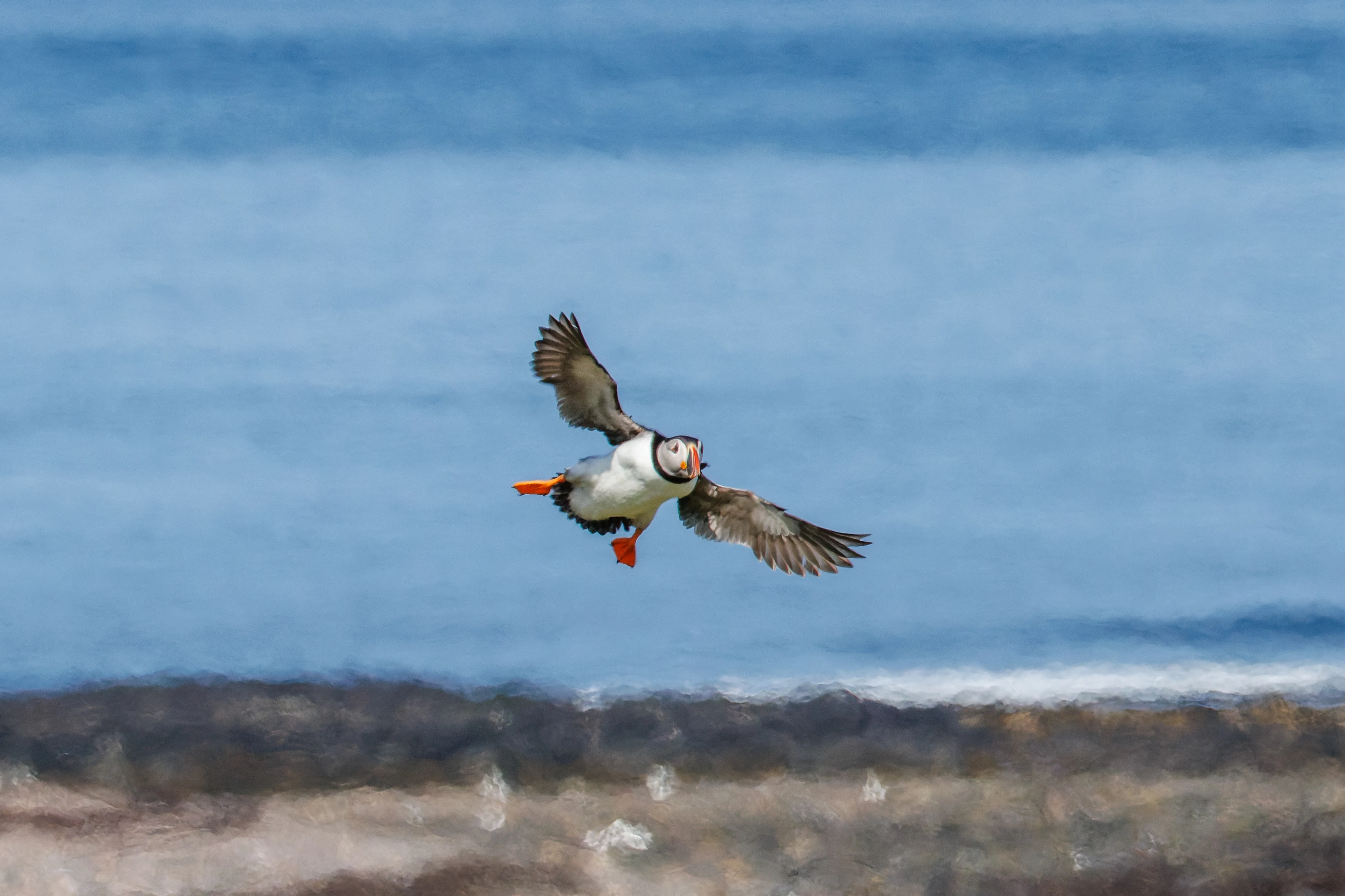 Puffin, Farne Islands, Seahouses, Northumberland, UK — photo by Orlando Prugel-Bennett