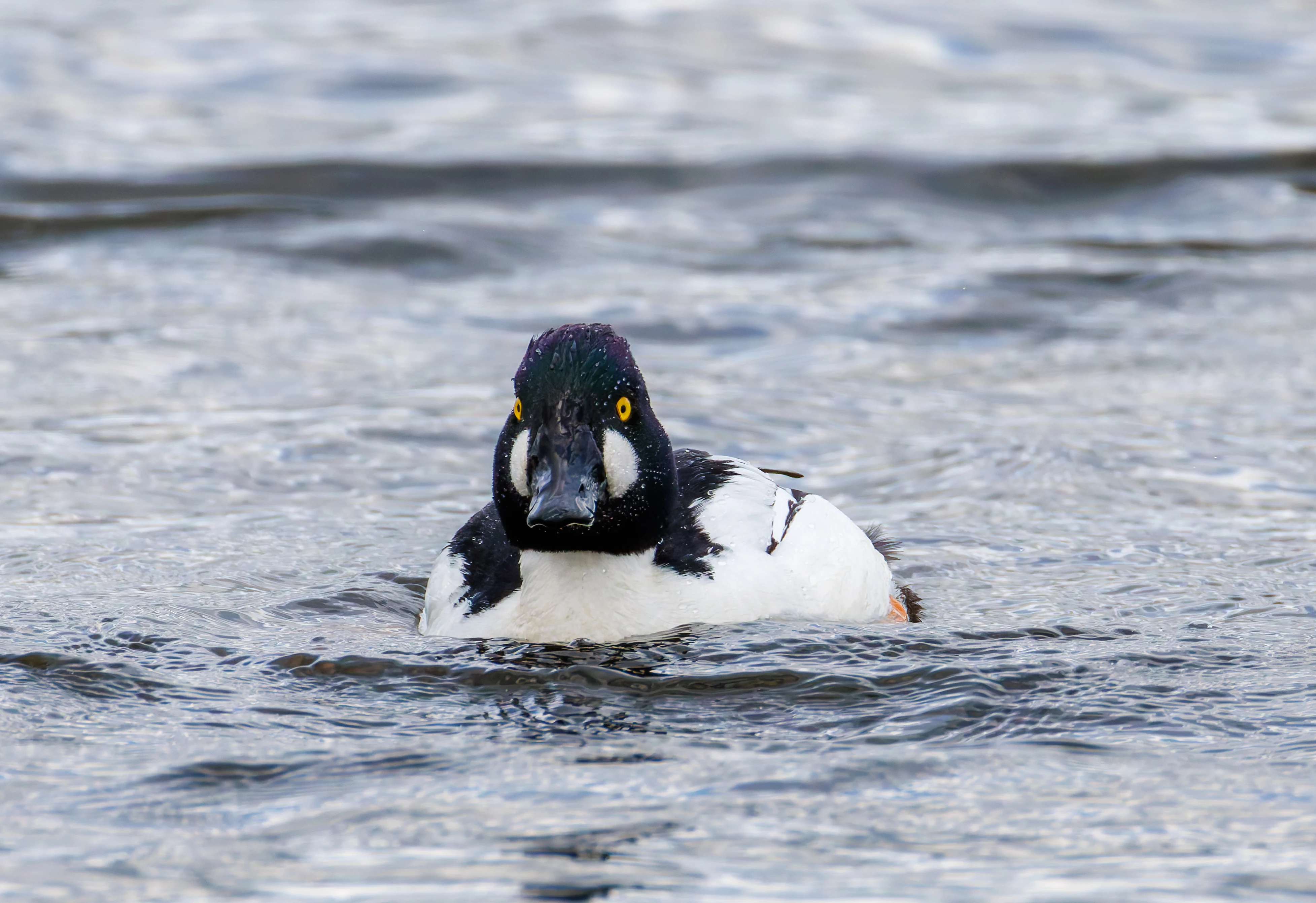 Common Goldeneye Male, Leighton Moss, Lancashire, UK — photo by Orlando Prugel-Bennett