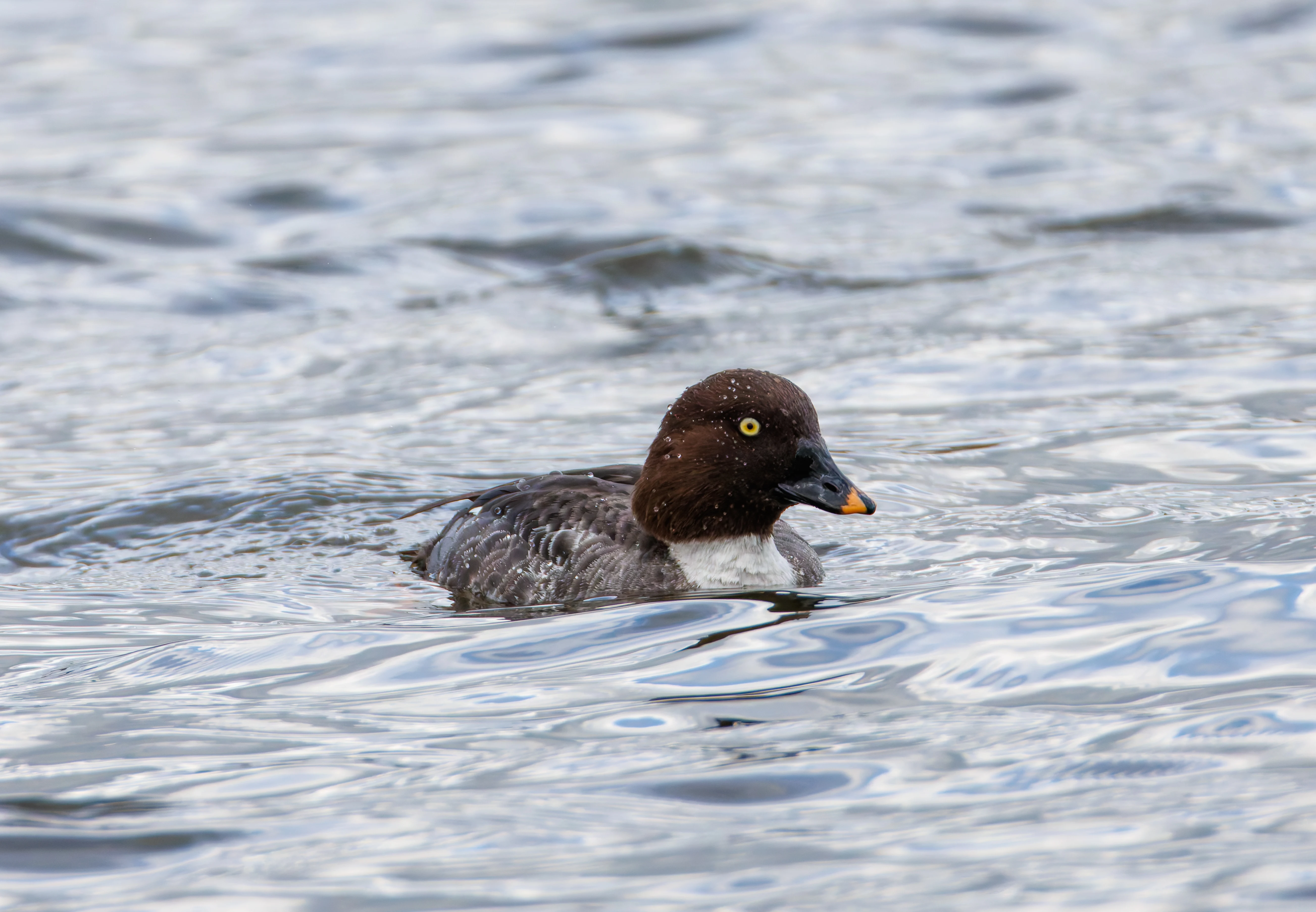 Common Goldeneye Female, Leighton Moss, Lancashire, UK — photo by Orlando Prugel-Bennett