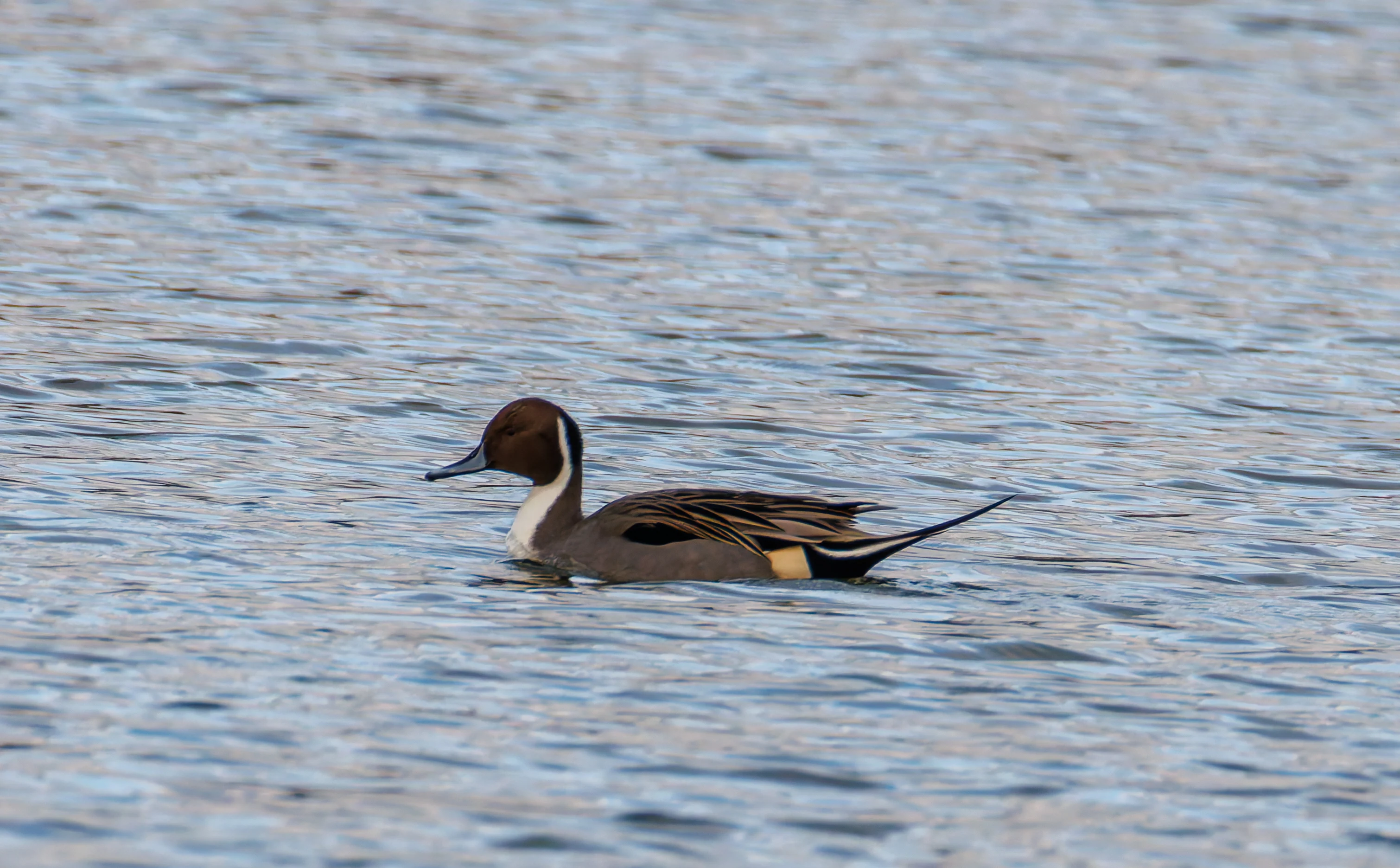 Pintail, Lymington, UK — photo by Orlando Prugel-Bennett