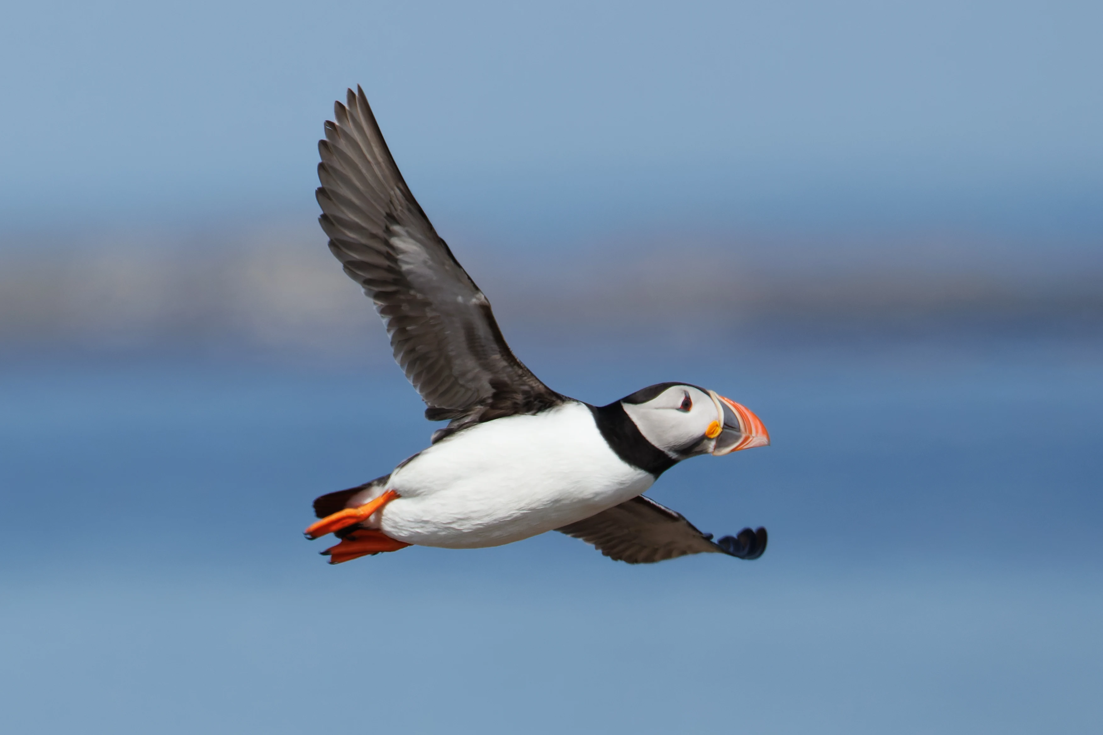 Puffin, Farne Islands, Seahouses, Northumberland, UK — photo by Orlando Prugel-Bennett