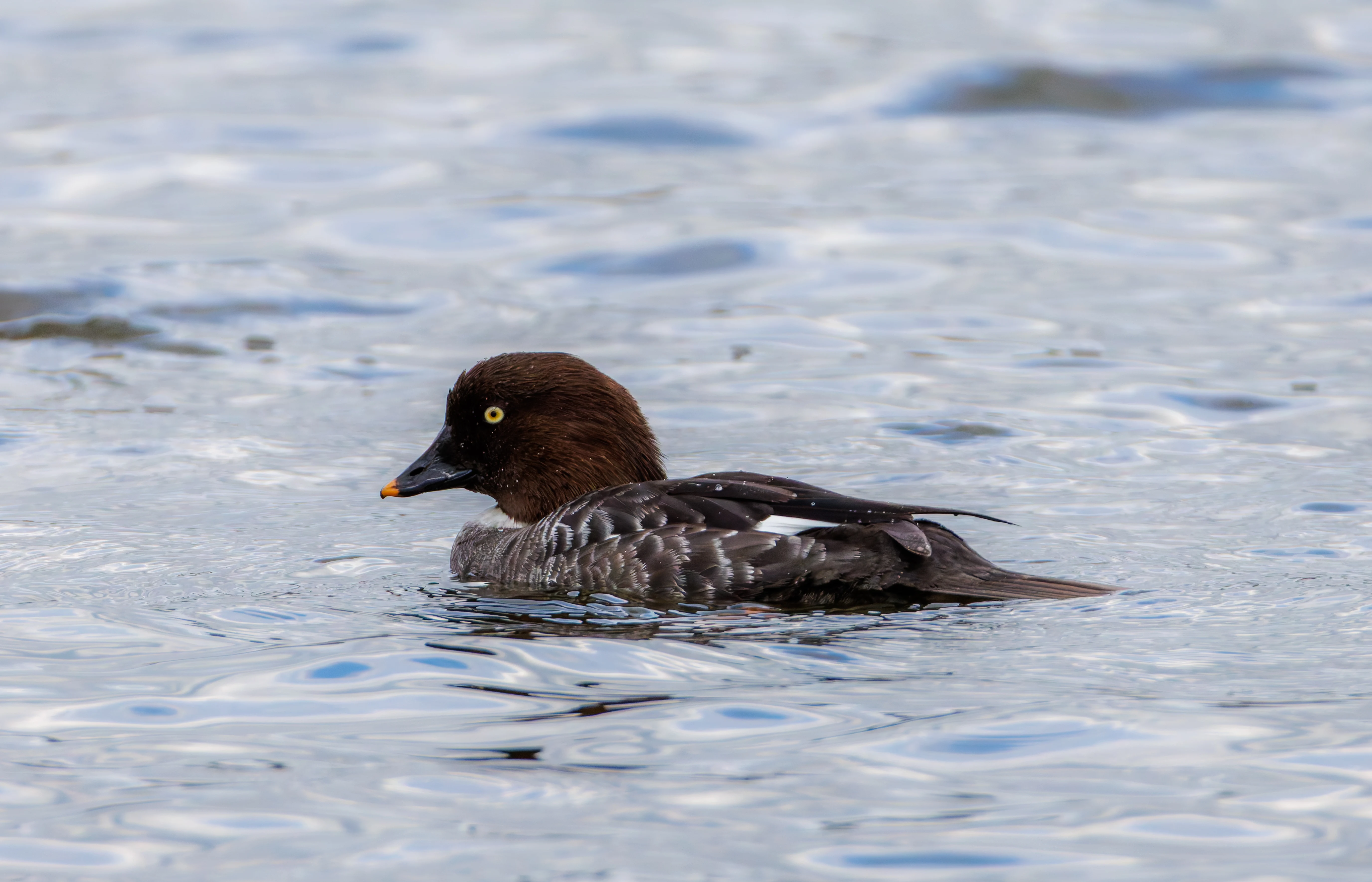 Common Goldeneye Female, Leighton Moss, Lancashire, UK — photo by Orlando Prugel-Bennett