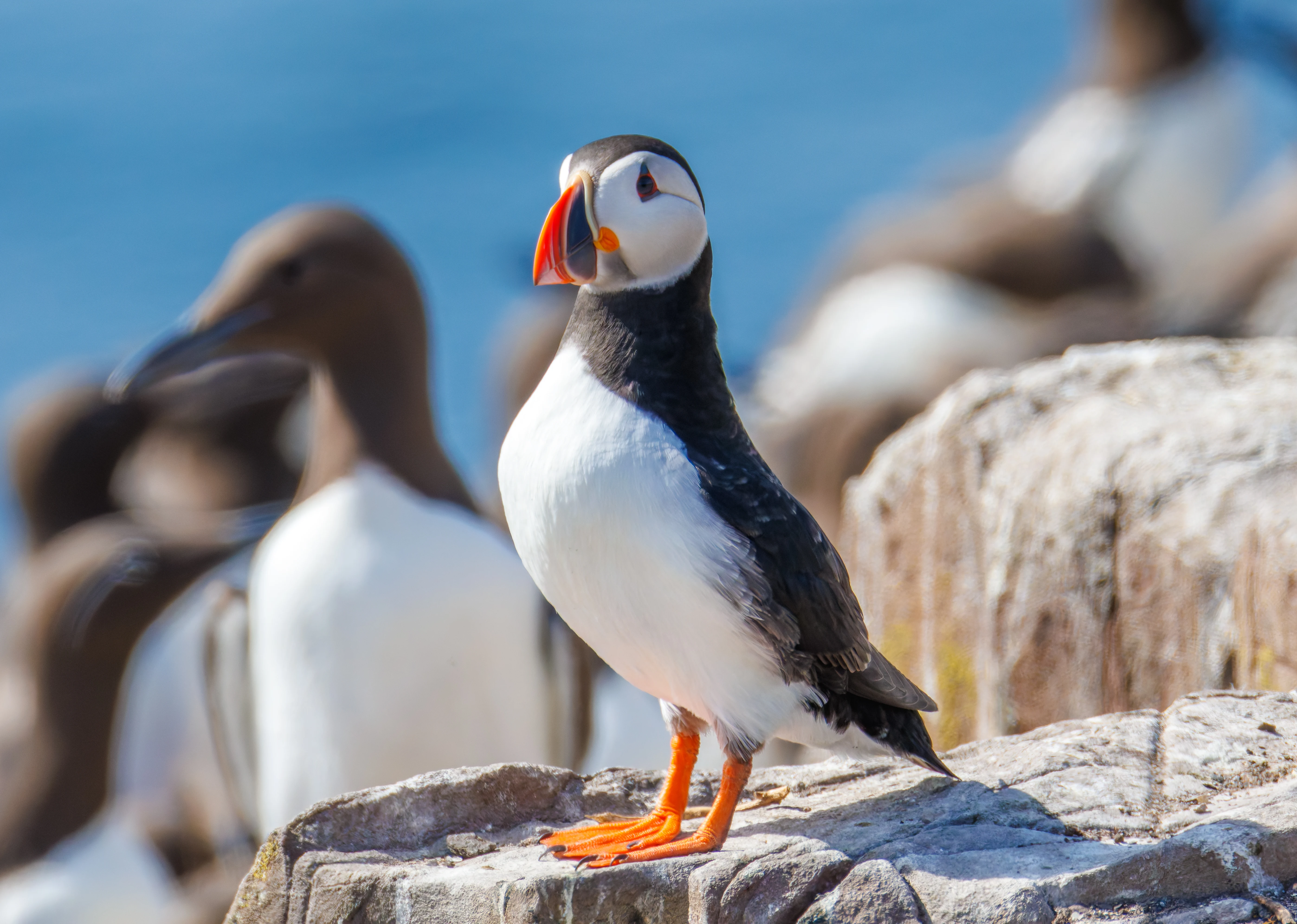 Puffin, Farne Islands, Seahouses, Northumberland, UK — photo by Orlando Prugel-Bennett