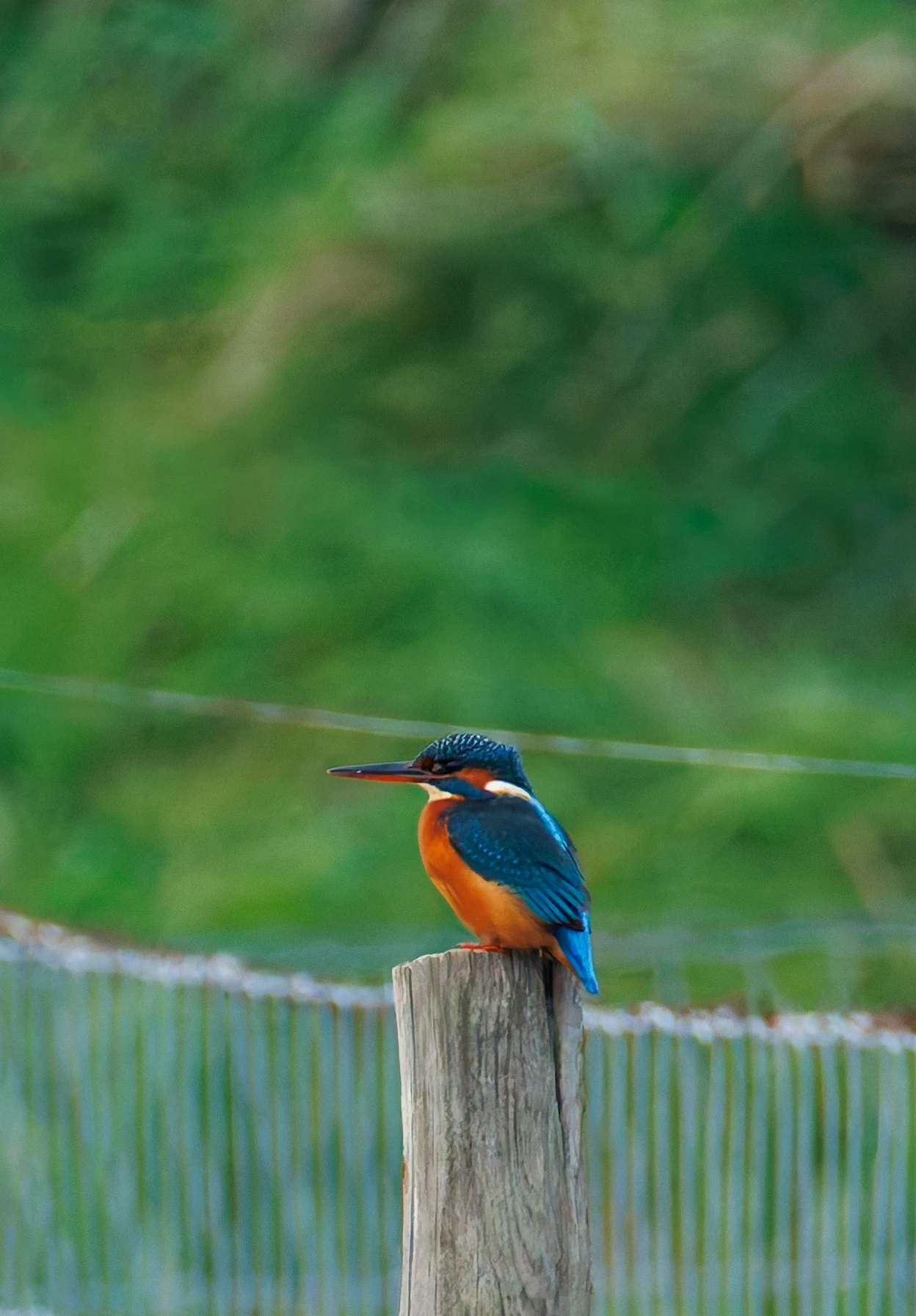 Kingfisher, Lymington, UK — photo by Orlando Prugel-Bennett