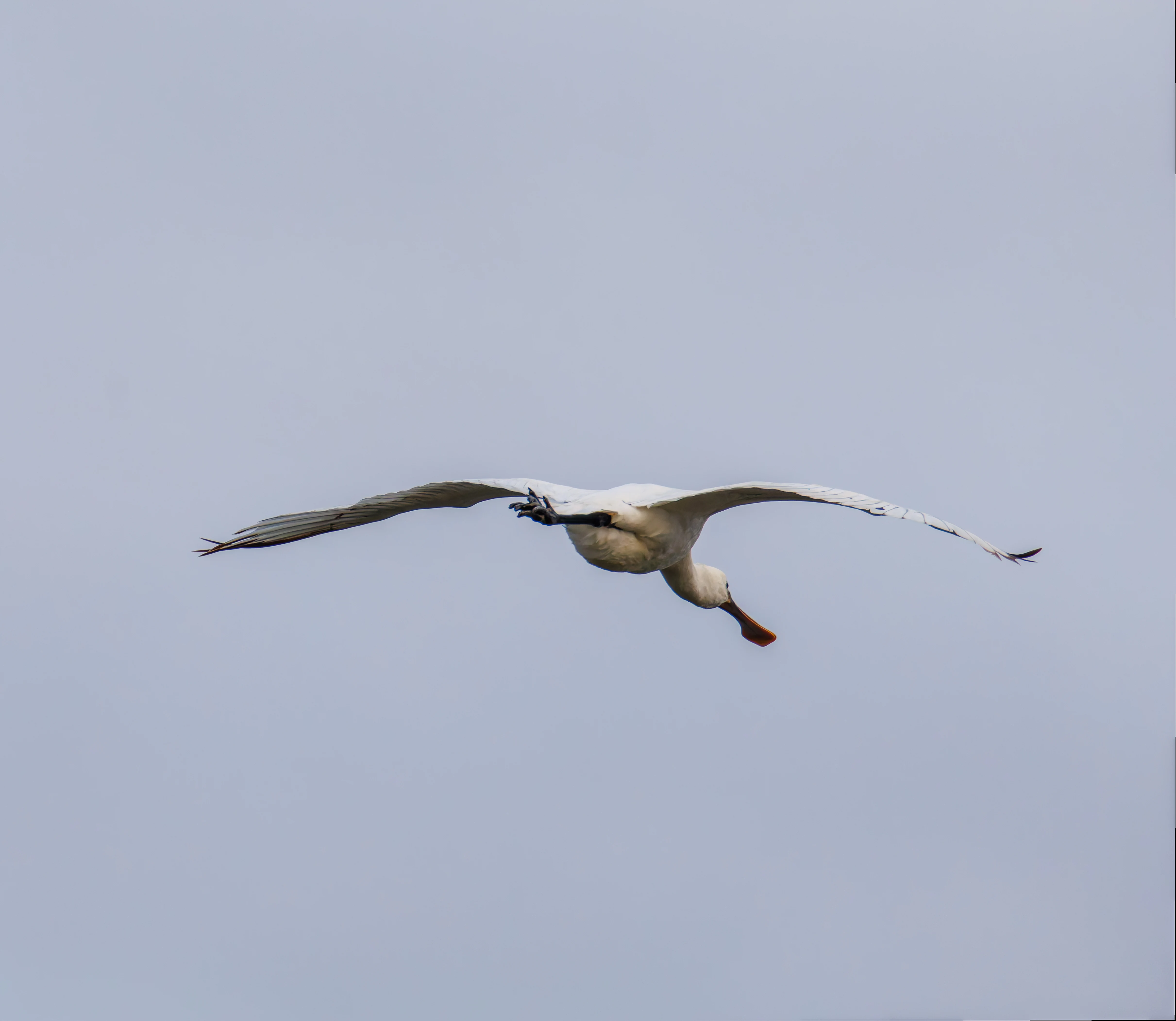 Spoonbill, Lymington, UK — photo by Orlando Prugel-Bennett