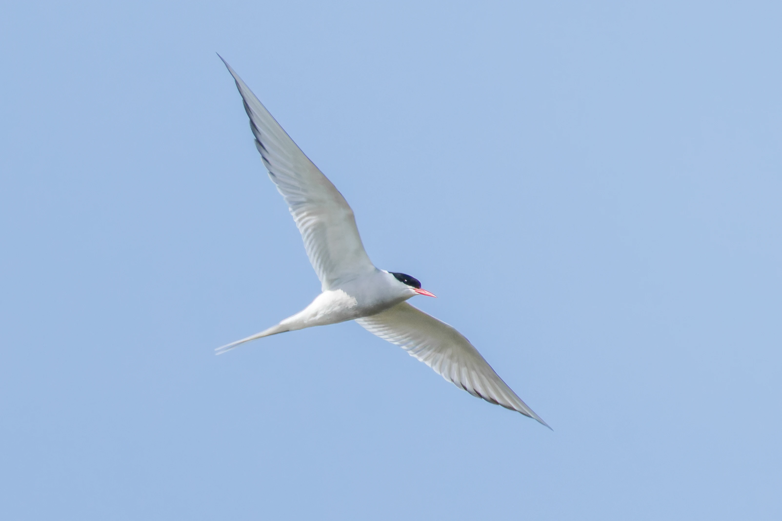 Arctic Tern, Farne Islands, Seahouses, Northumberland, UK — photo by Orlando Prugel-Bennett