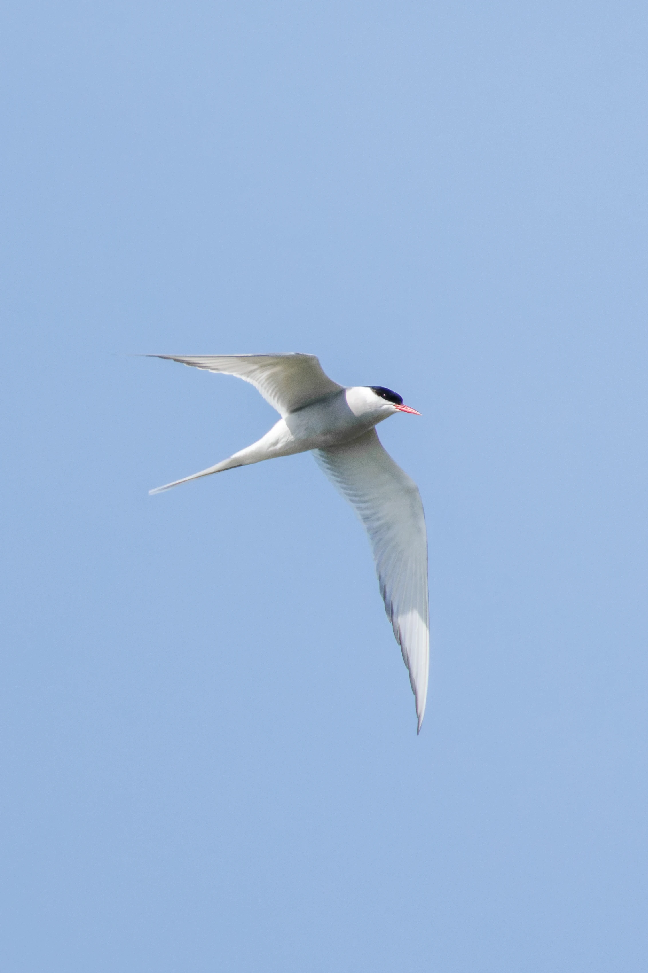 Arctic Tern, Farne Islands, Seahouses, Northumberland, UK — photo by Orlando Prugel-Bennett