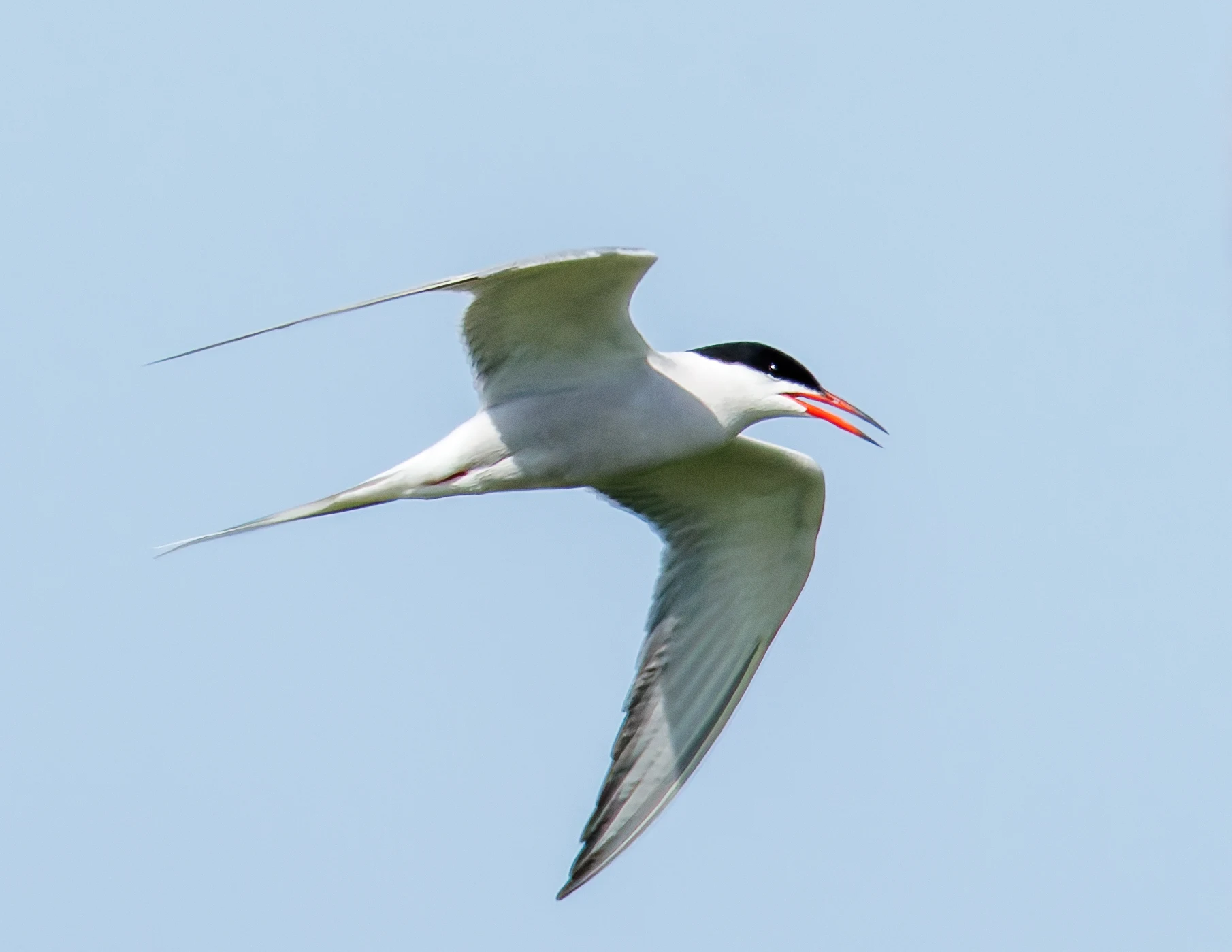 Common Tern, Farne Islands, Seahouses, Northumberland, UK — photo by Orlando Prugel-Bennett