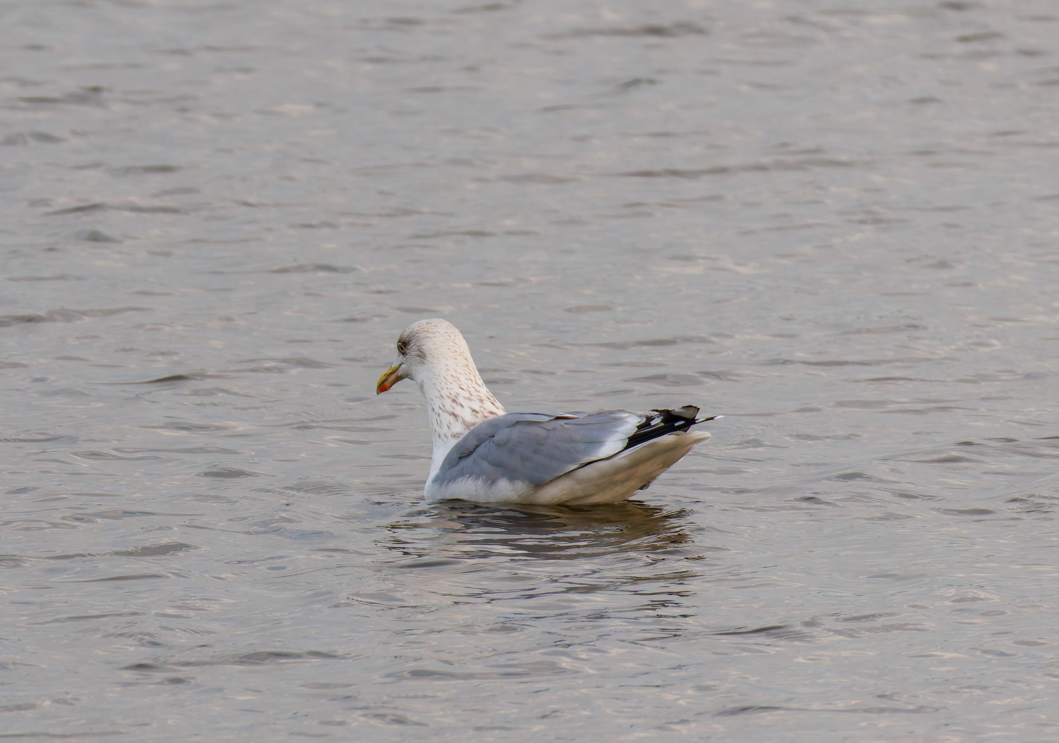 Herring gull, Lymington, UK — photo by Orlando Prugel-Bennett
