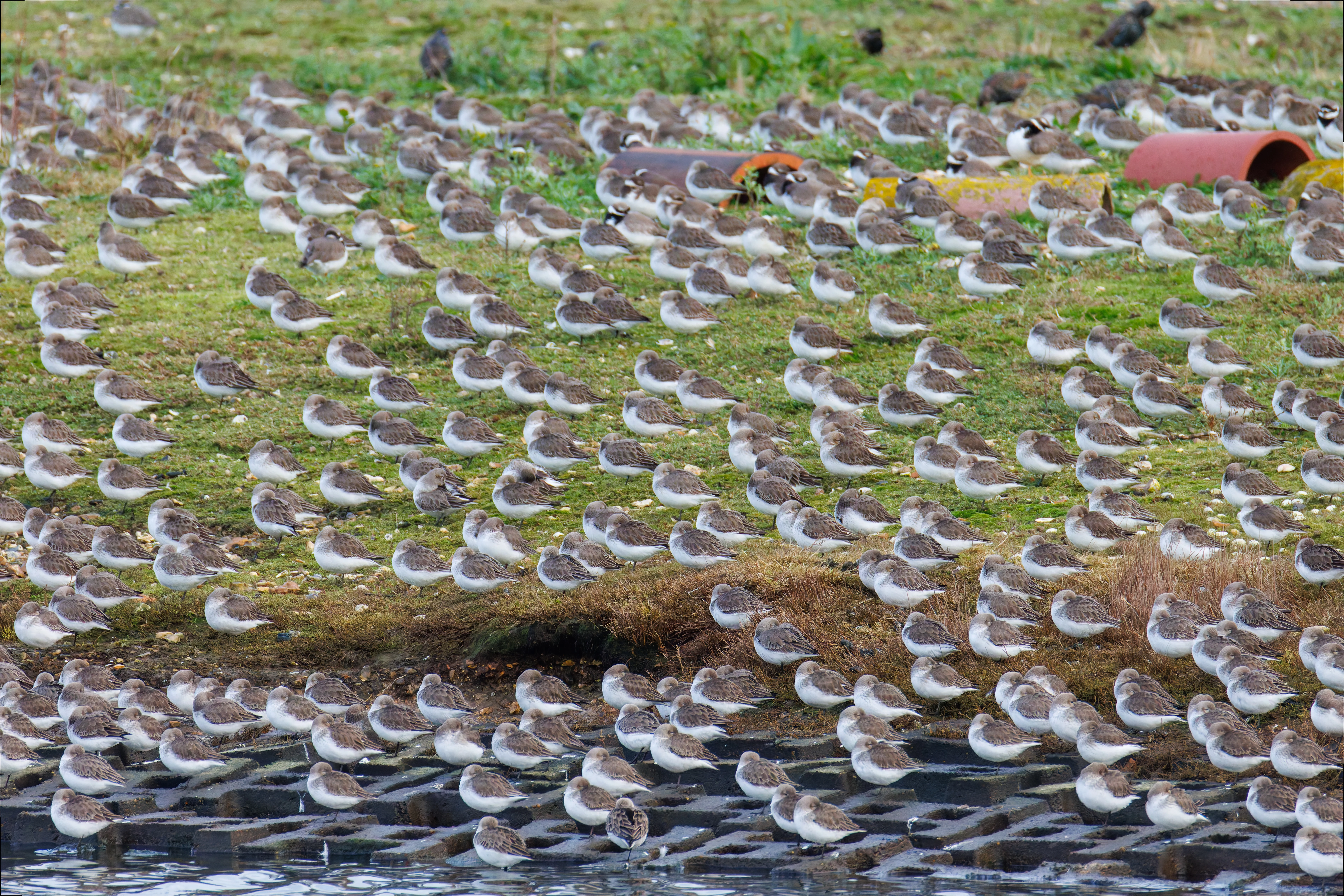 Sandpipers, Lymington, UK — photo by Orlando Prugel-Bennett