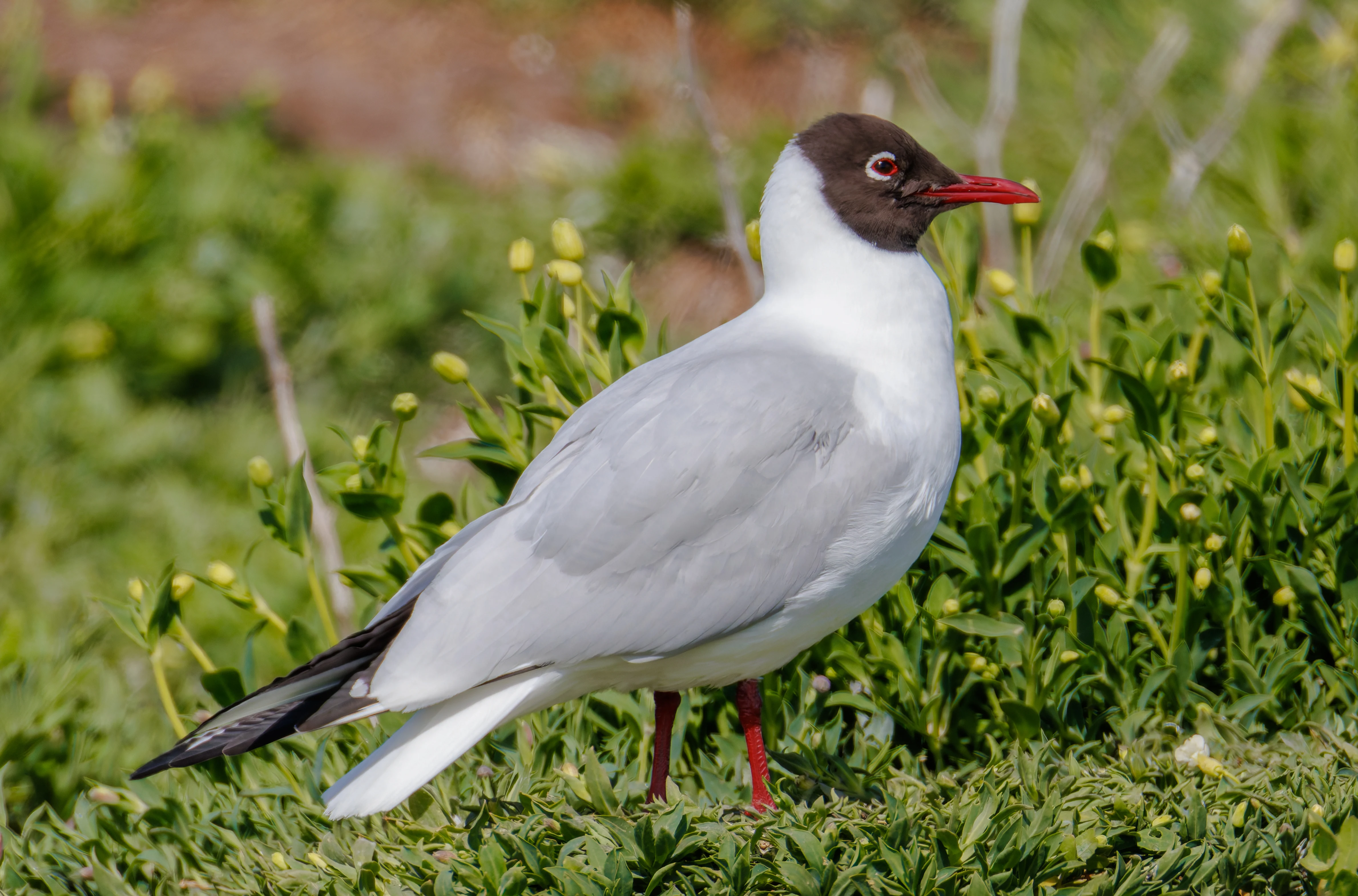 Black-Headed Gull, Farne Islands, Seahouses, Northumberland, UK — photo by Orlando Prugel-Bennett