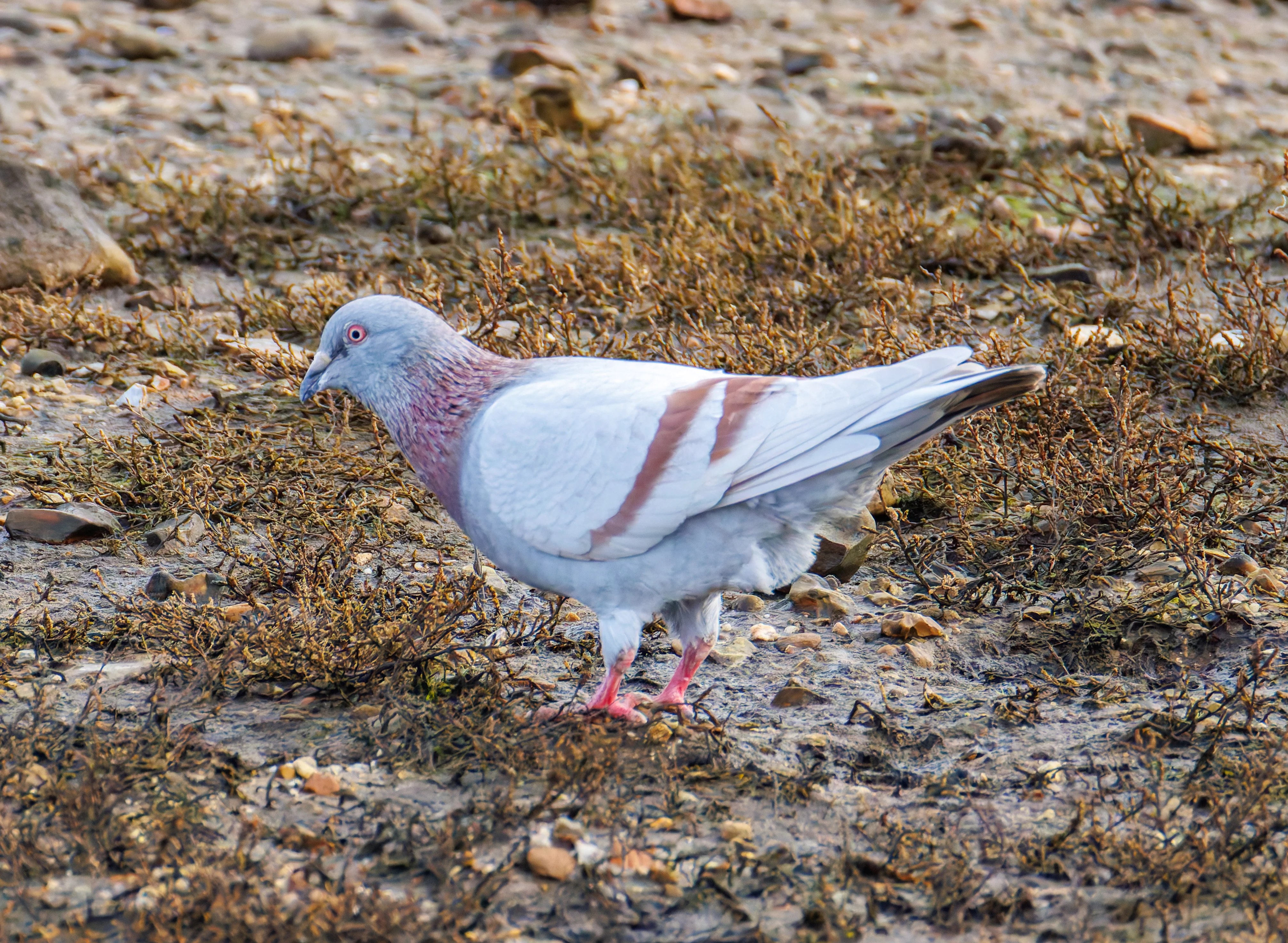 Rock Dove, Lymington, UK — photo by Orlando Prugel-Bennett