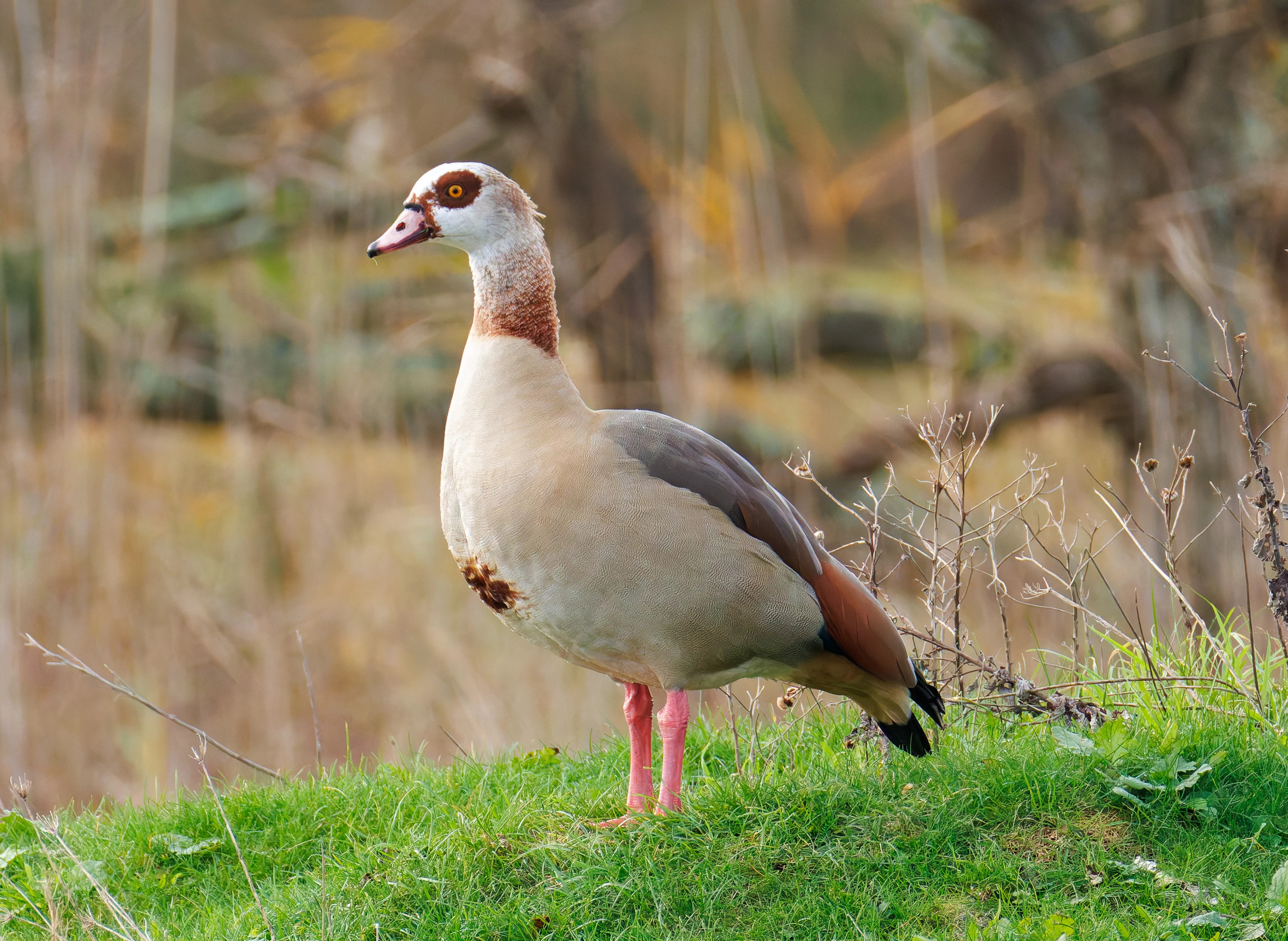 Egyptian goose, Lymington, UK — photo by Orlando Prugel-Bennett
