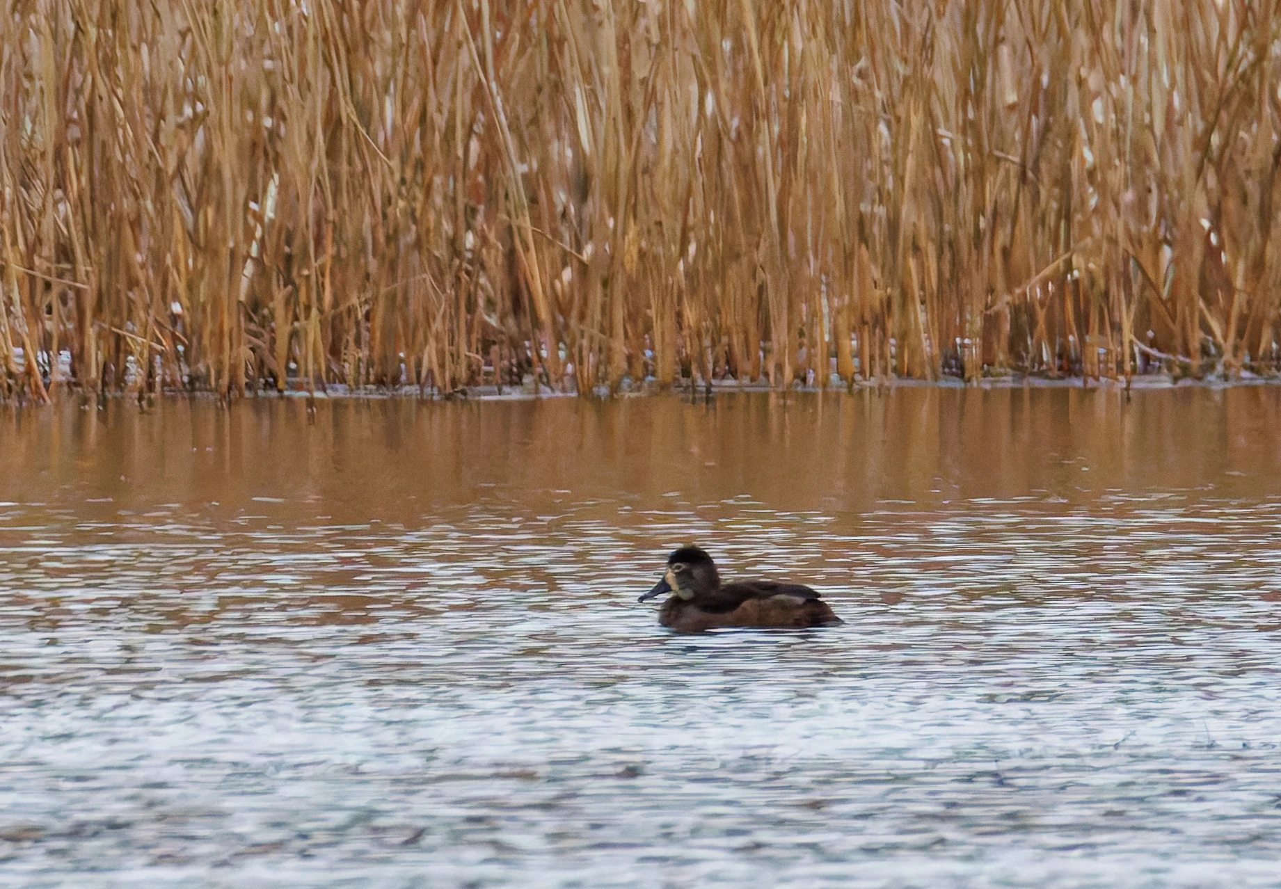 Ring-Necked Duck Female, Leighton Moss, Lancashire, UK — photo by Orlando Prugel-Bennett