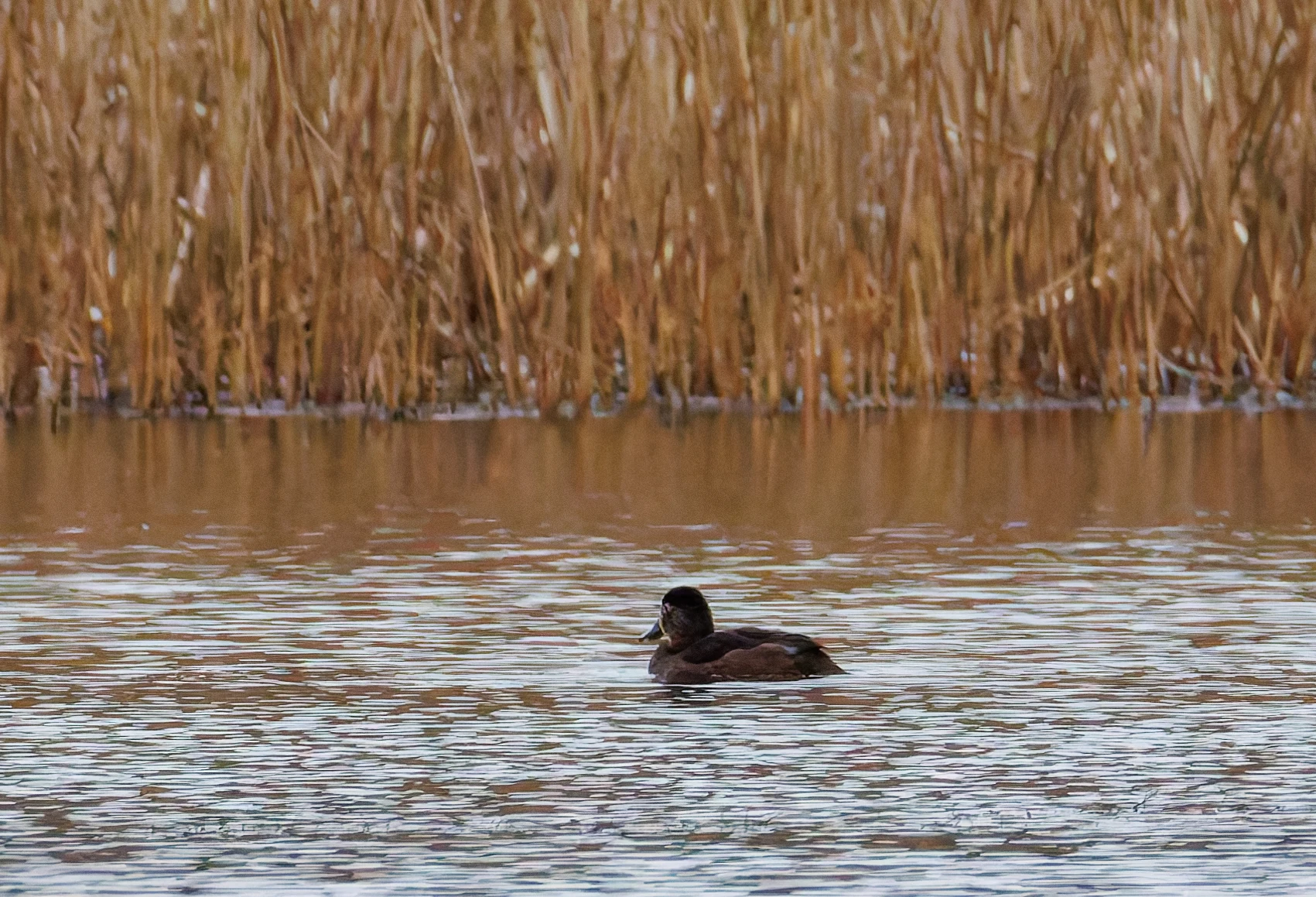 Ring-Necked Duck Female, Leighton Moss, Lancashire, UK — photo by Orlando Prugel-Bennett
