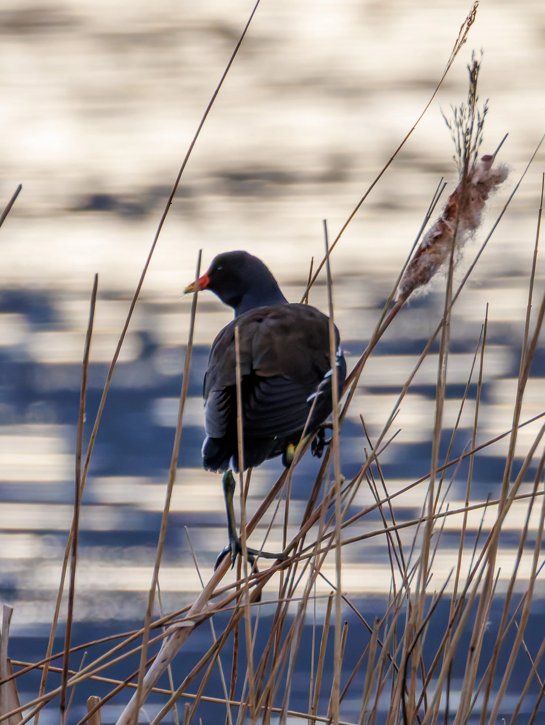 Moorhen, Leighton Moss, Lancashire, UK — photo by Orlando Prugel-Bennett
