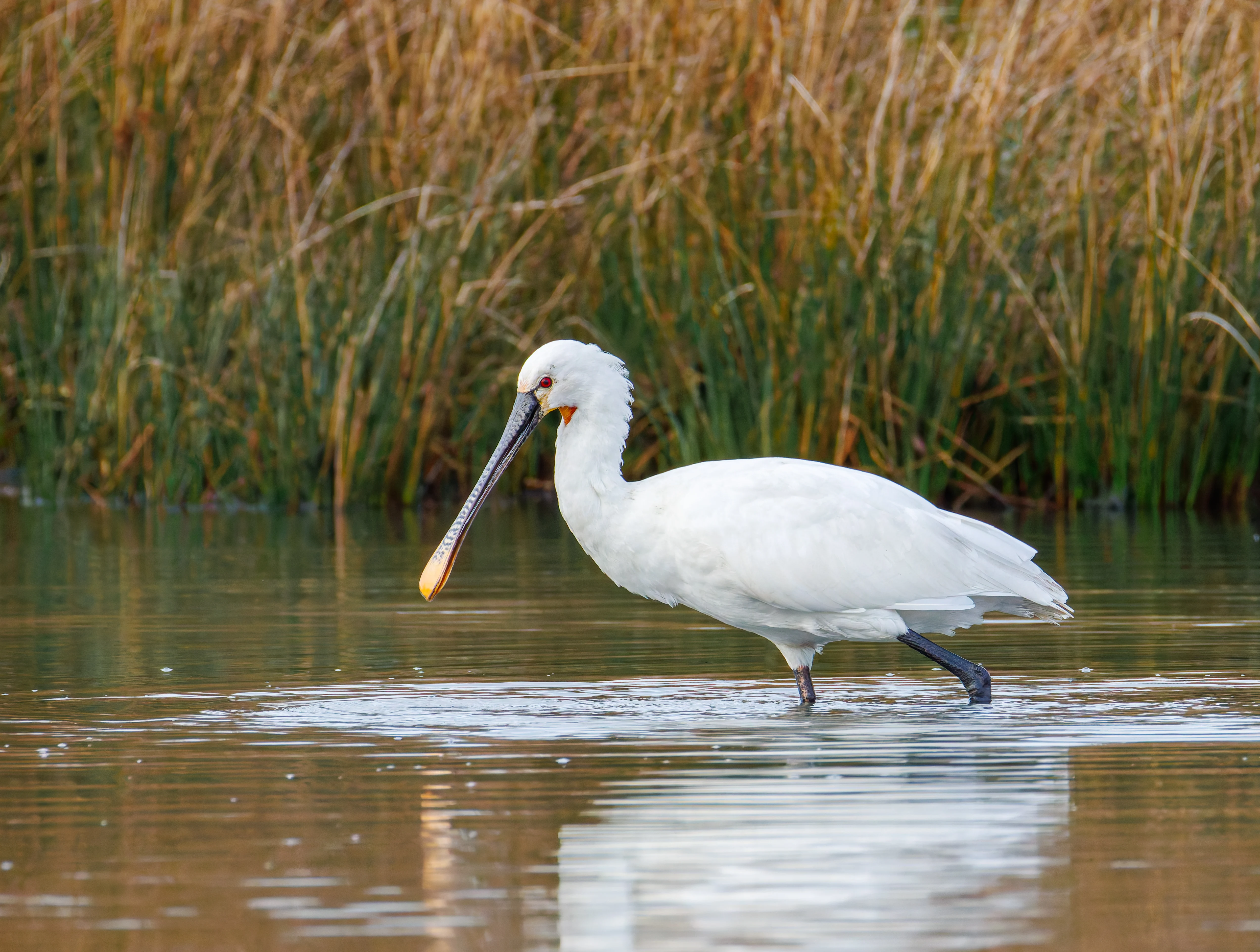 Spoonbill, Lymington, UK — photo by Orlando Prugel-Bennett