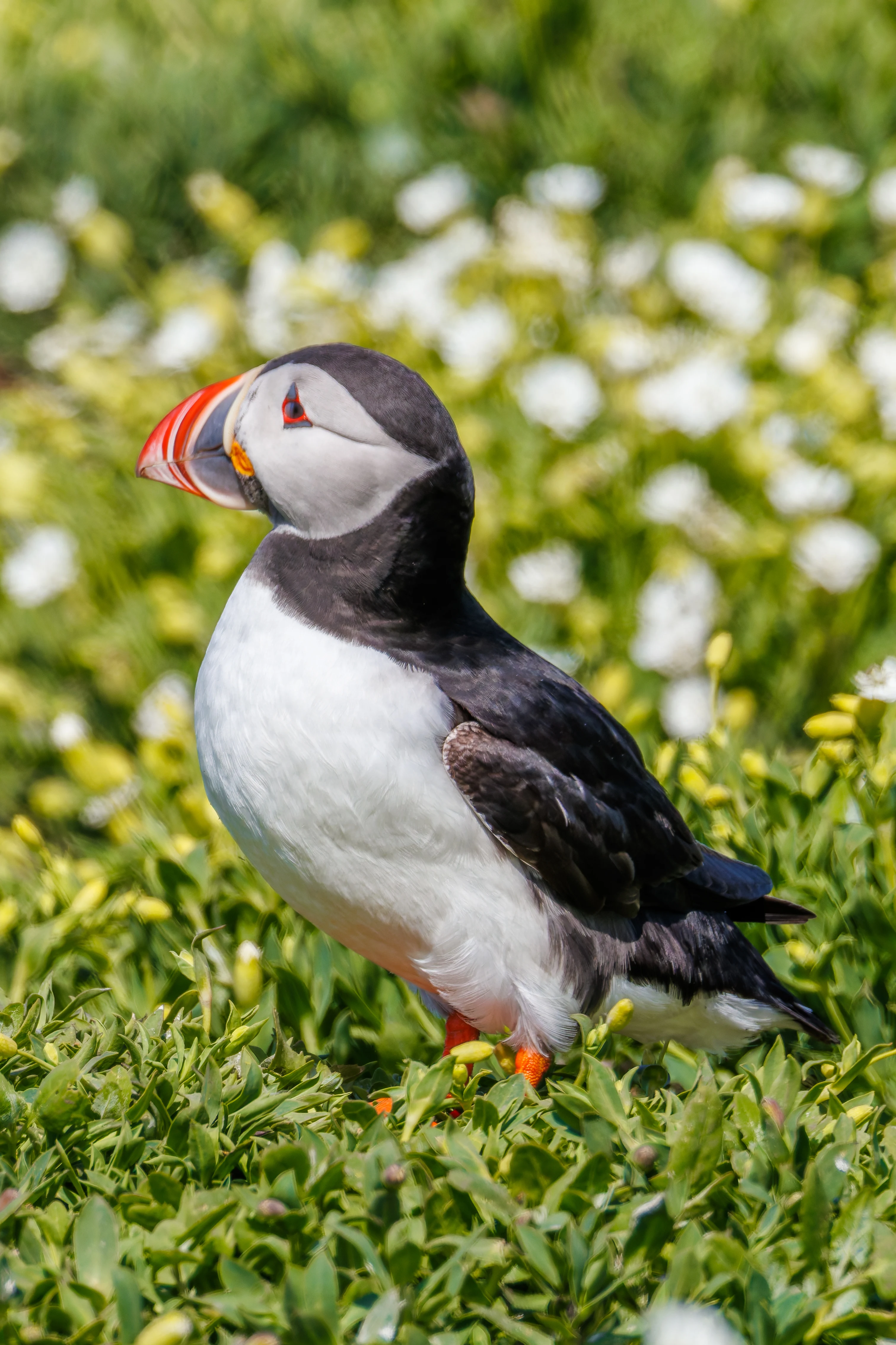 Puffin, Farne Islands, Seahouses, Northumberland, UK — photo by Orlando Prugel-Bennett