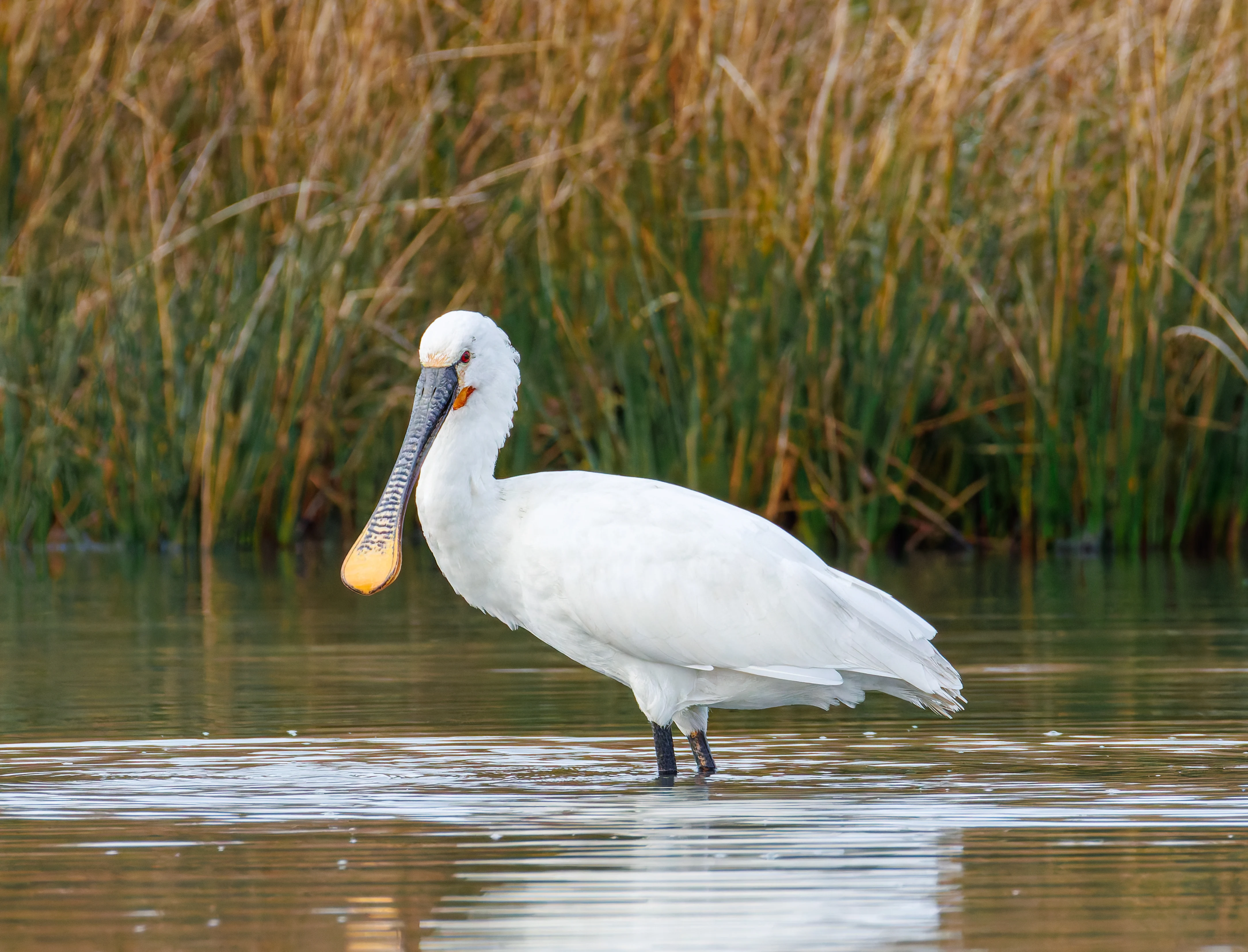 Spoonbill, Lymington, UK — photo by Orlando Prugel-Bennett