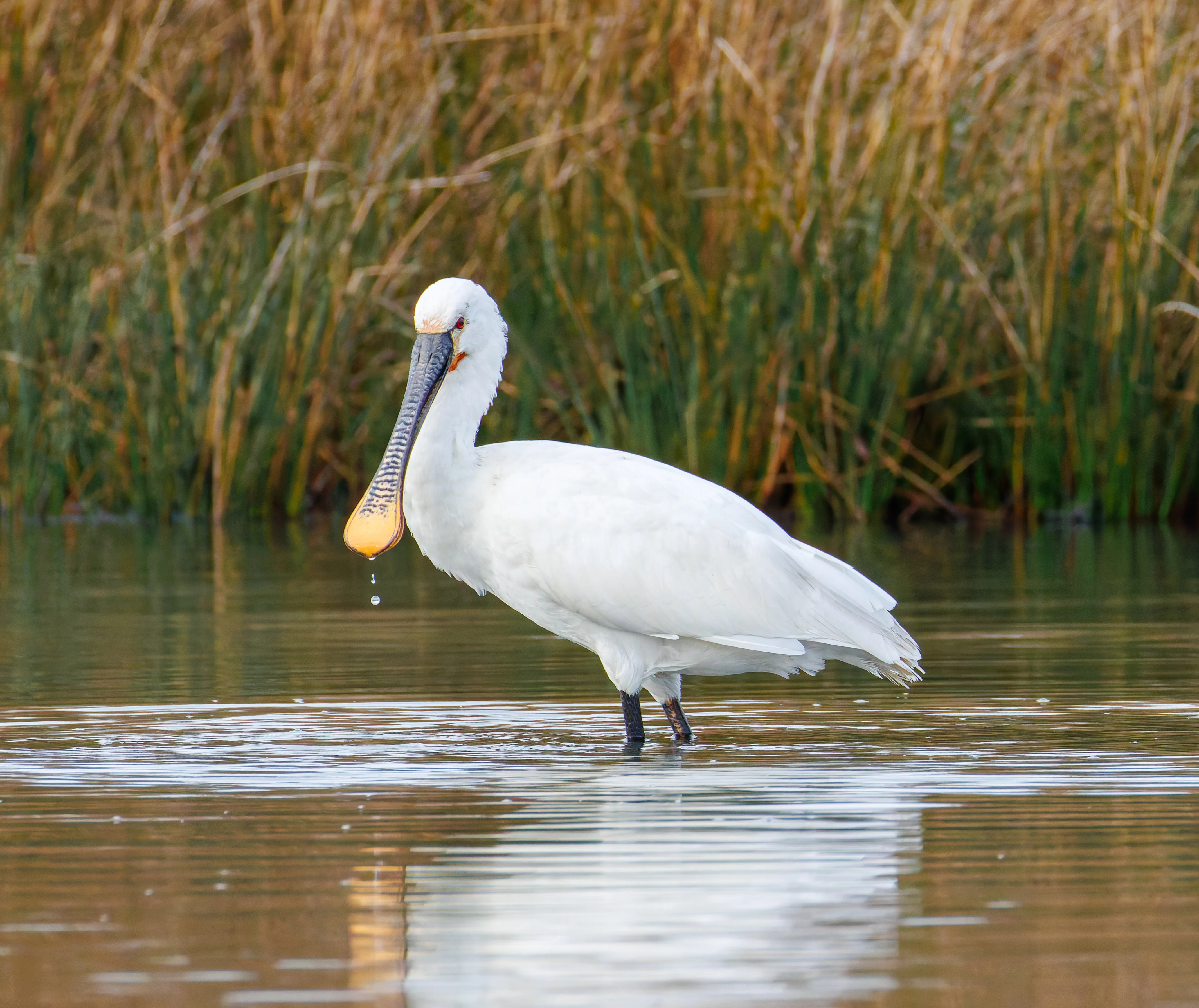 Spoonbill, Lymington, UK — photo by Orlando Prugel-Bennett