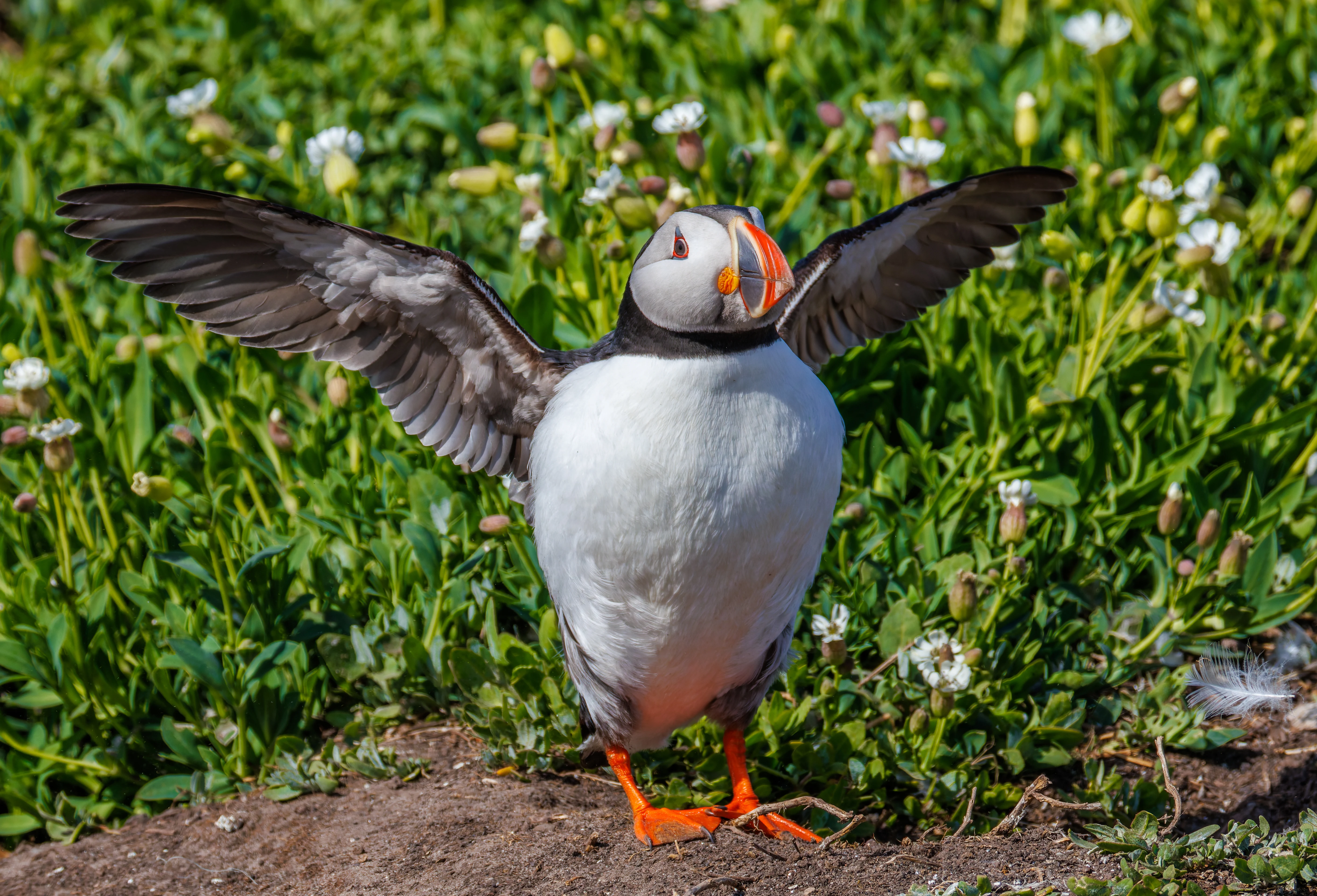 Puffin, Farne Islands, Seahouses, Northumberland, UK — photo by Orlando Prugel-Bennett