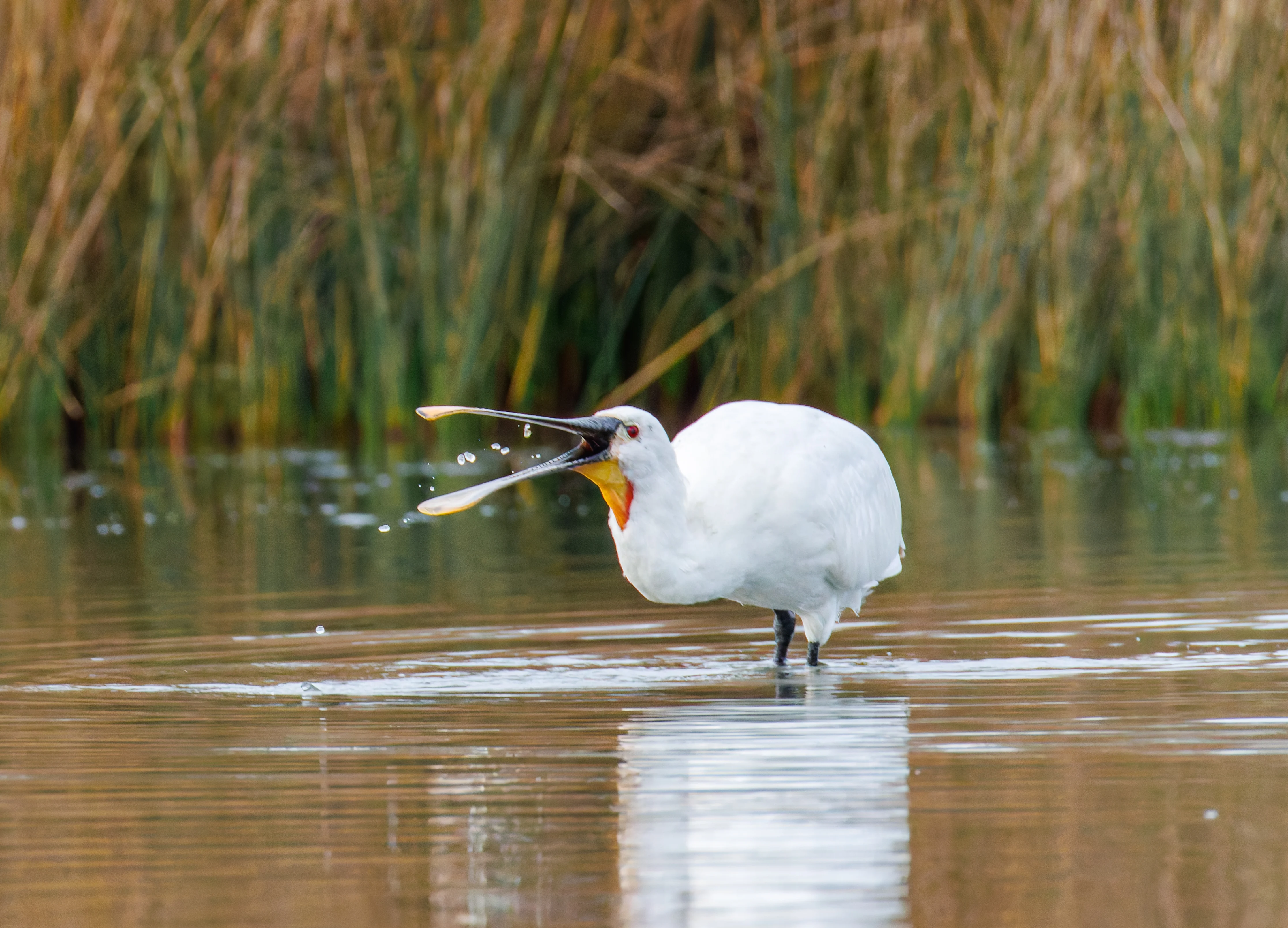 Spoonbill, Lymington, UK — photo by Orlando Prugel-Bennett