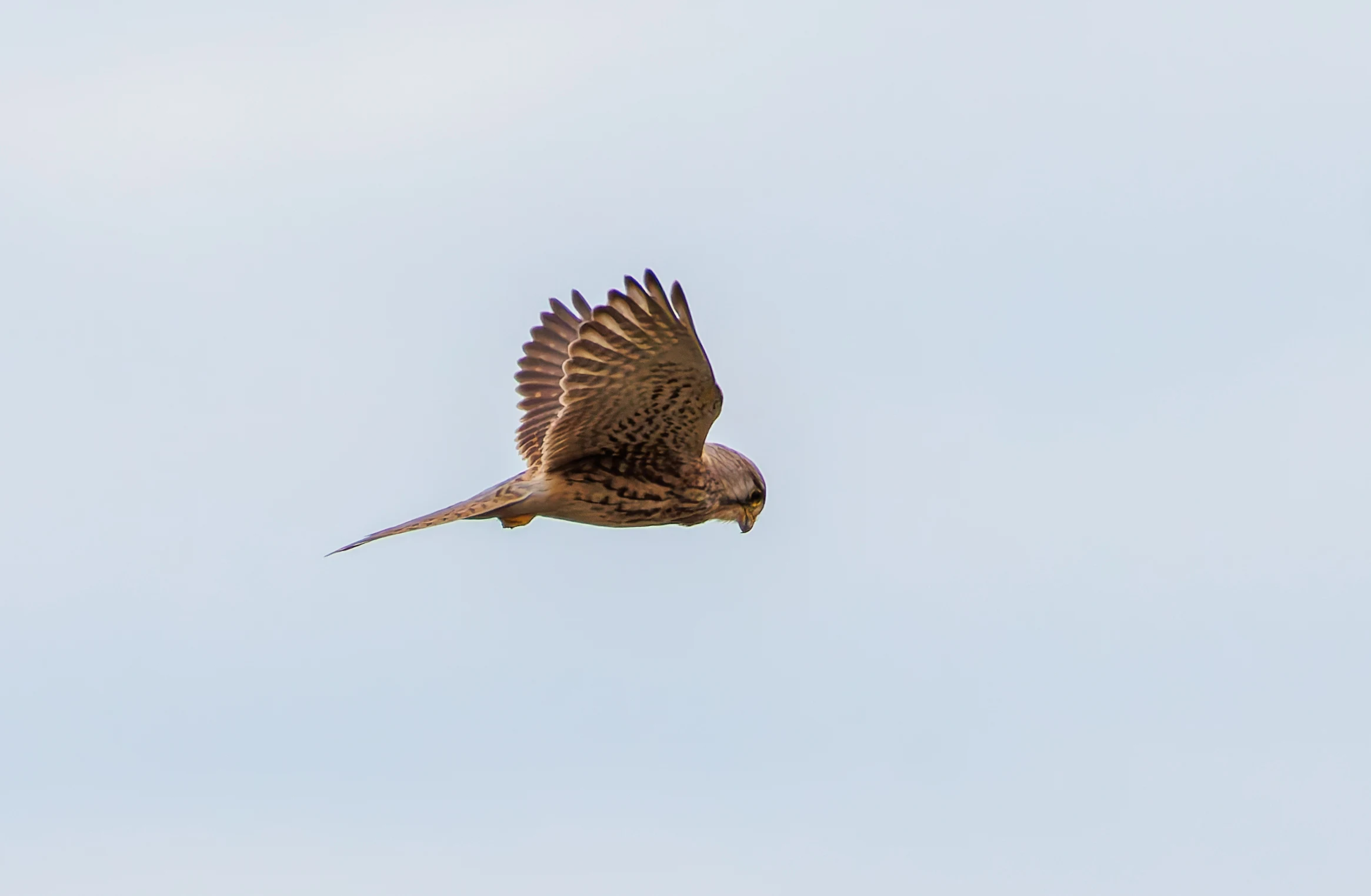 Kestrel, Pilling, Lancashire, UK — photo by Orlando Prugel-Bennett