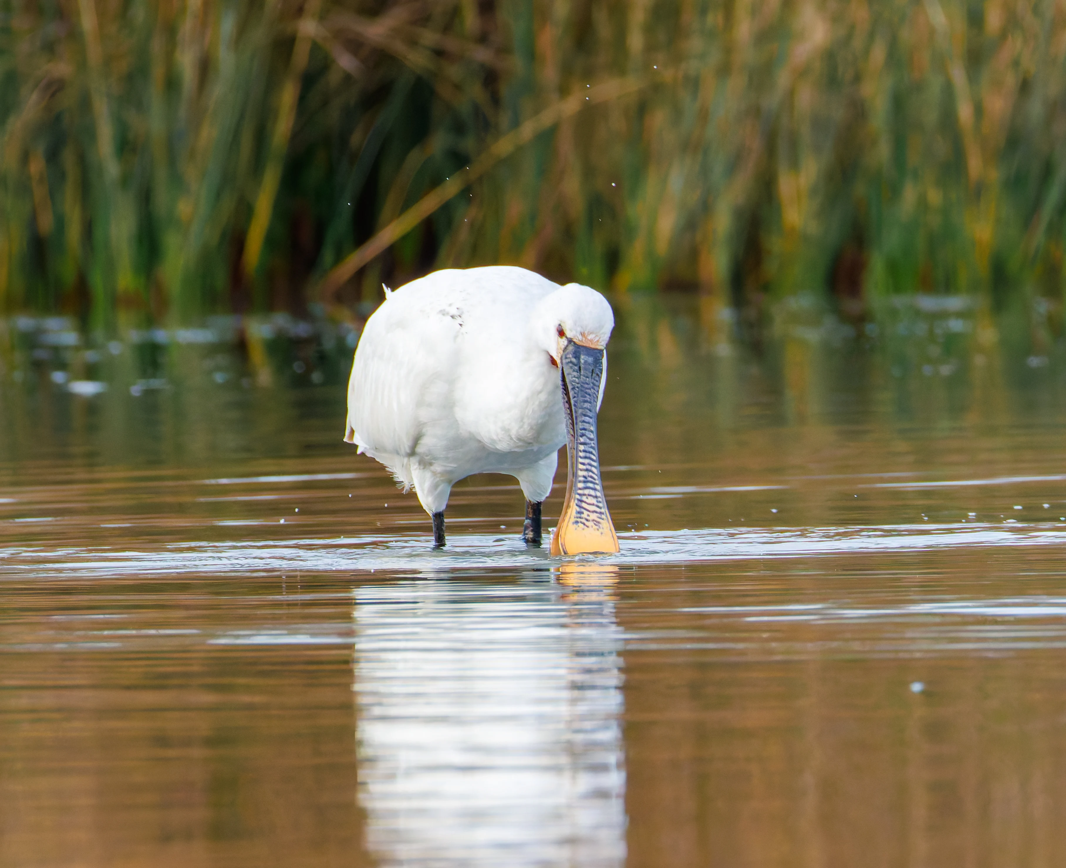 Spoonbill, Lymington, UK — photo by Orlando Prugel-Bennett